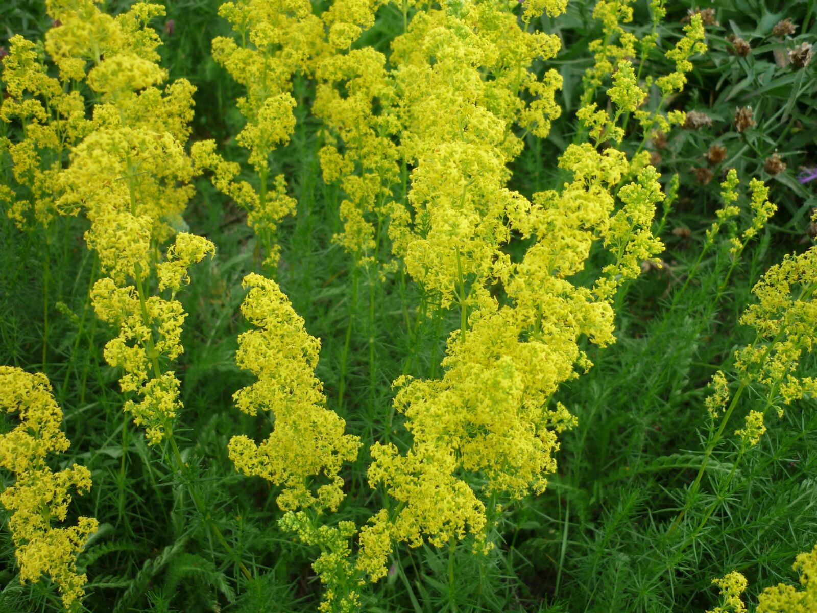 Panasonic Lumix DMC-FS6 sample photo. Flowers rods, yellow, flower photography