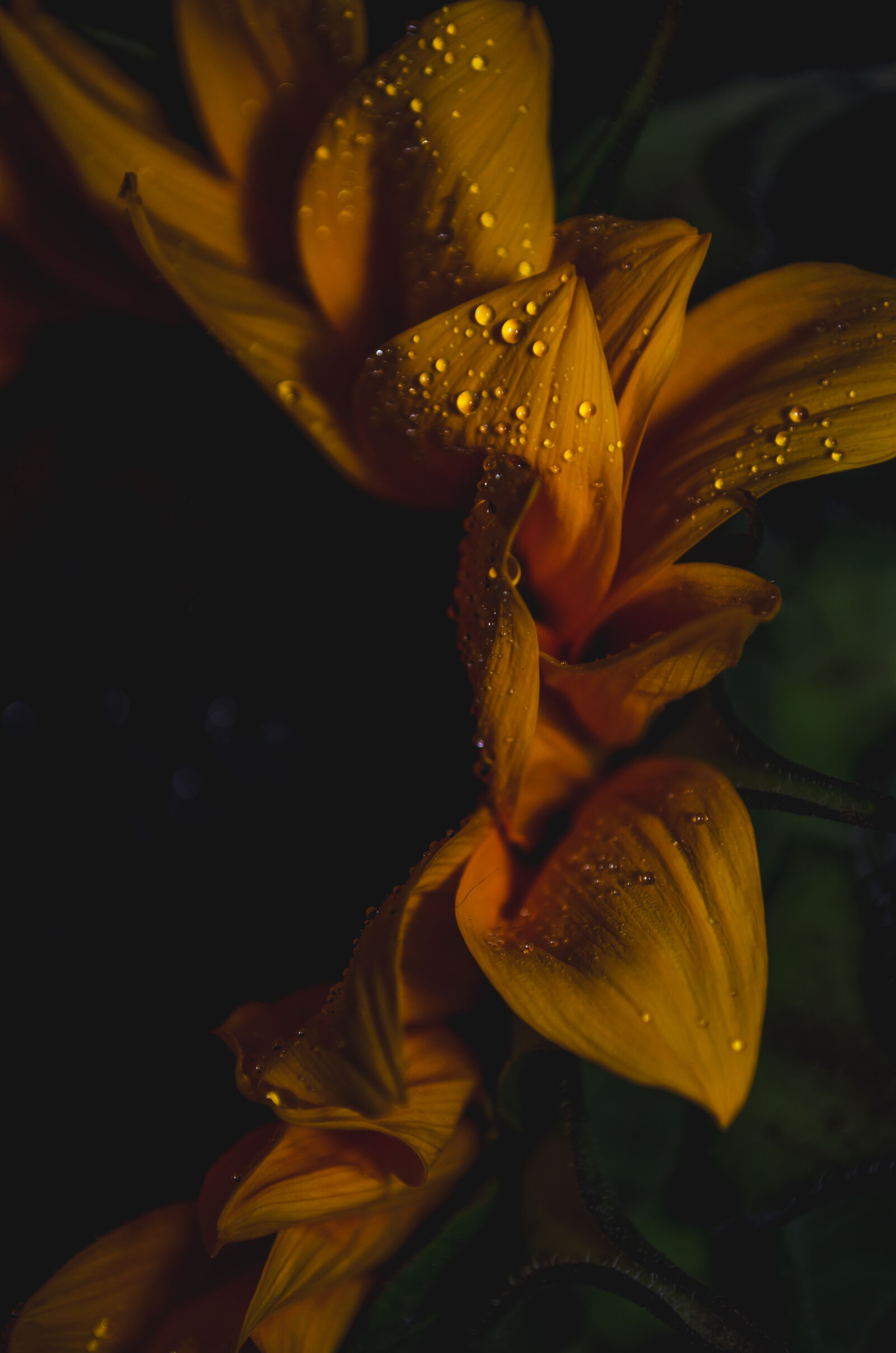 Nikon D5100 sample photo. Sunflower with raindrops photography