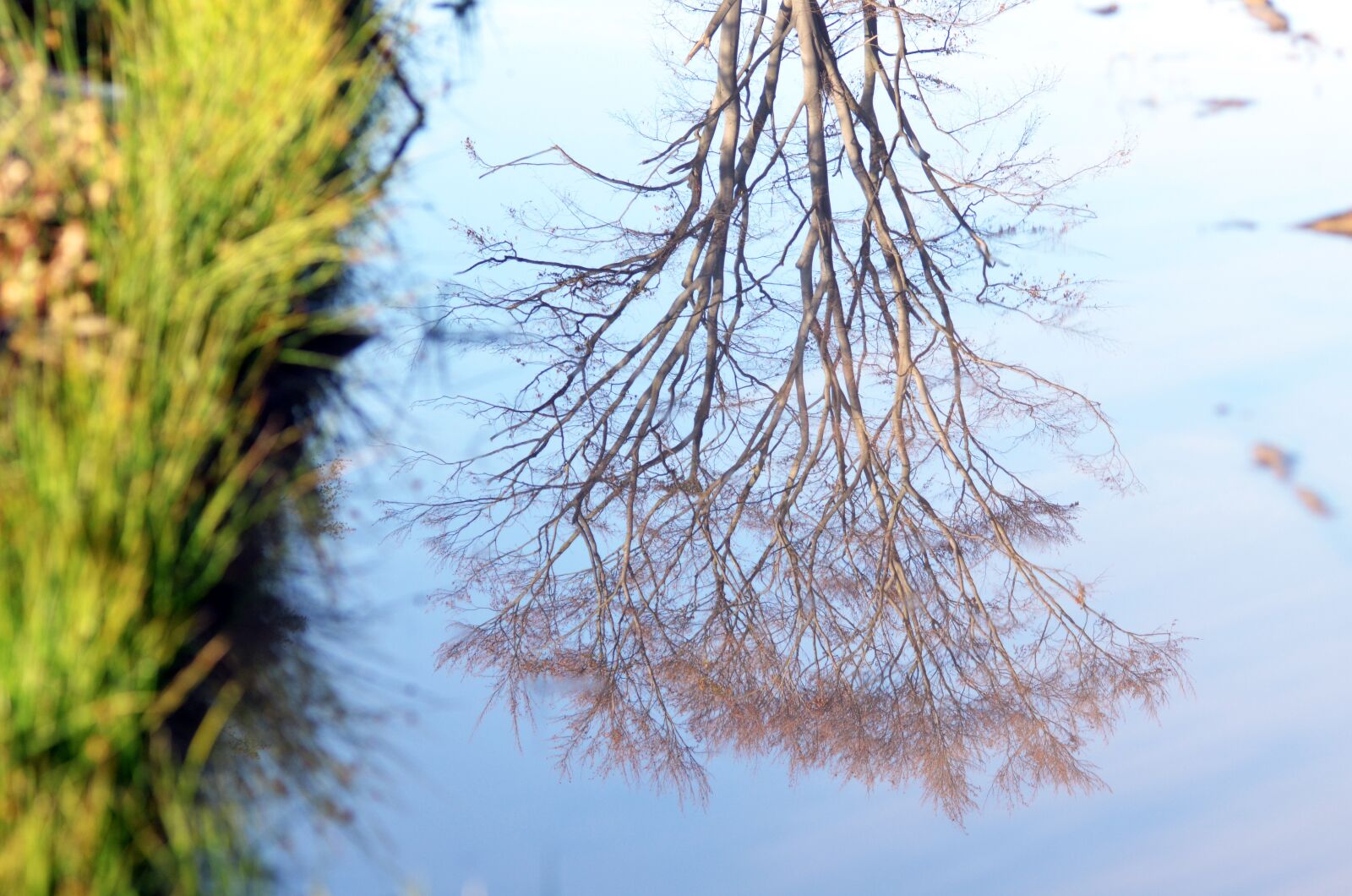Nikon D5100 sample photo. Jeseniky, calamity, forests photography