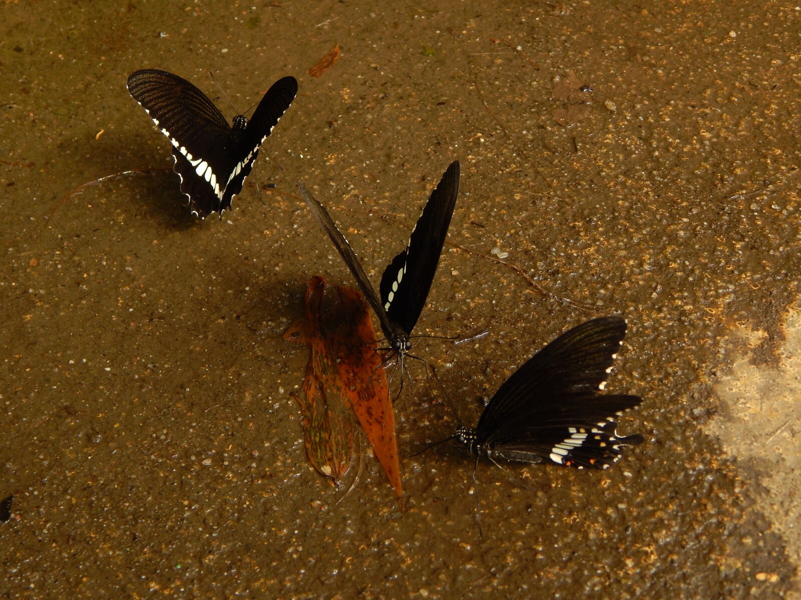 Nikon Coolpix L820 sample photo. Butterfly, black photography