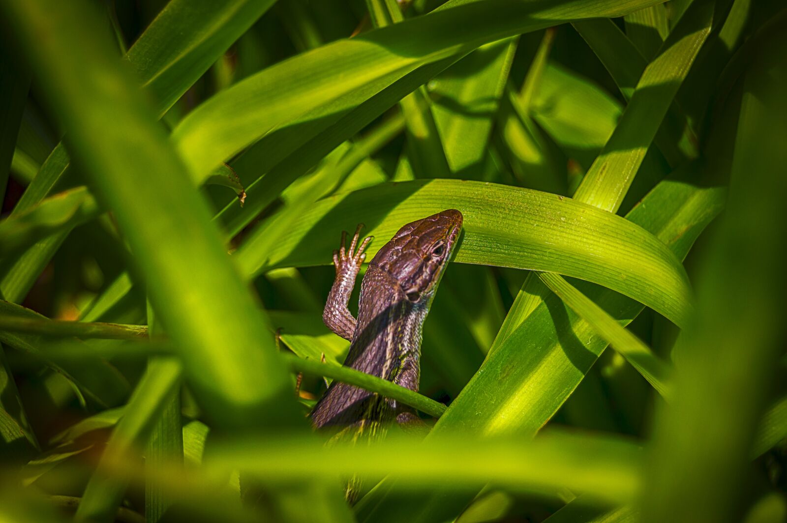 Nikon D3200 sample photo. Lizard, reptile, animal photography