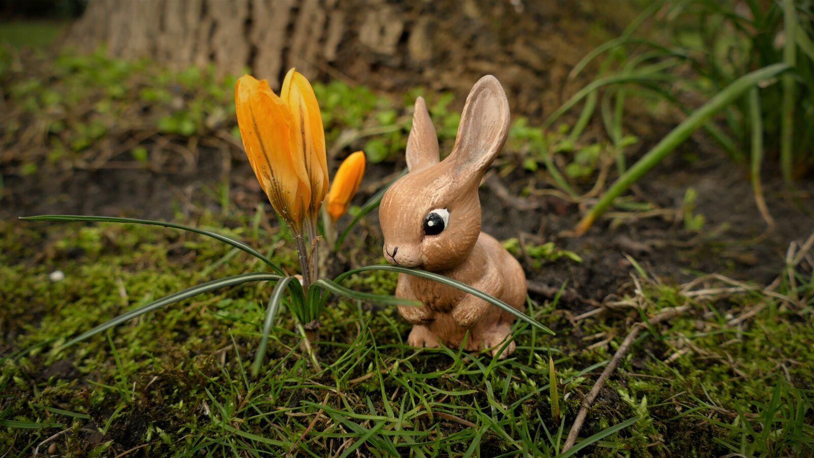 Panasonic Lumix DMC-FZ1000 sample photo. Easter, easter bunny, hare photography
