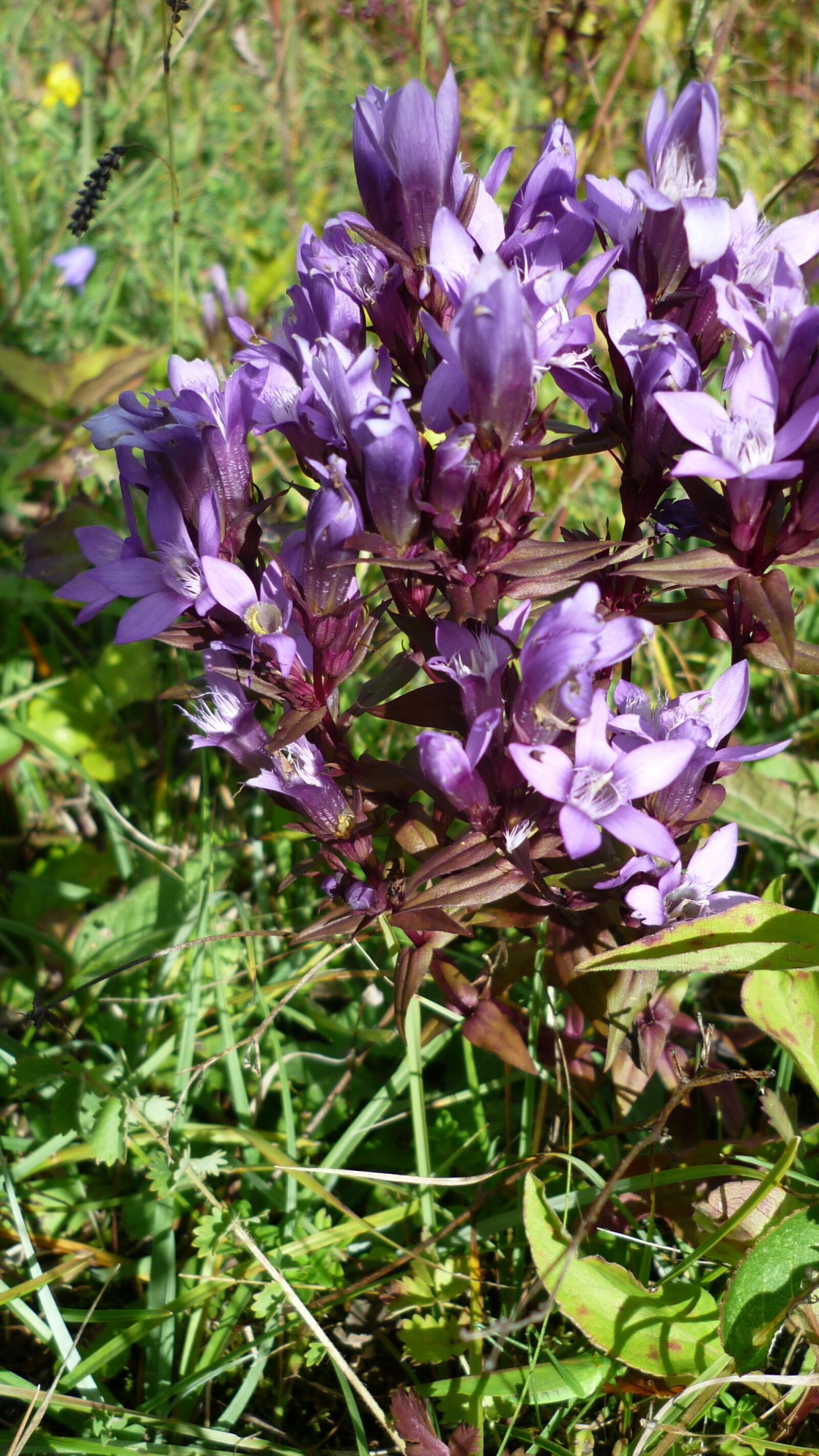 Panasonic Lumix DMC-FS6 sample photo. German gentian, flower, wild photography