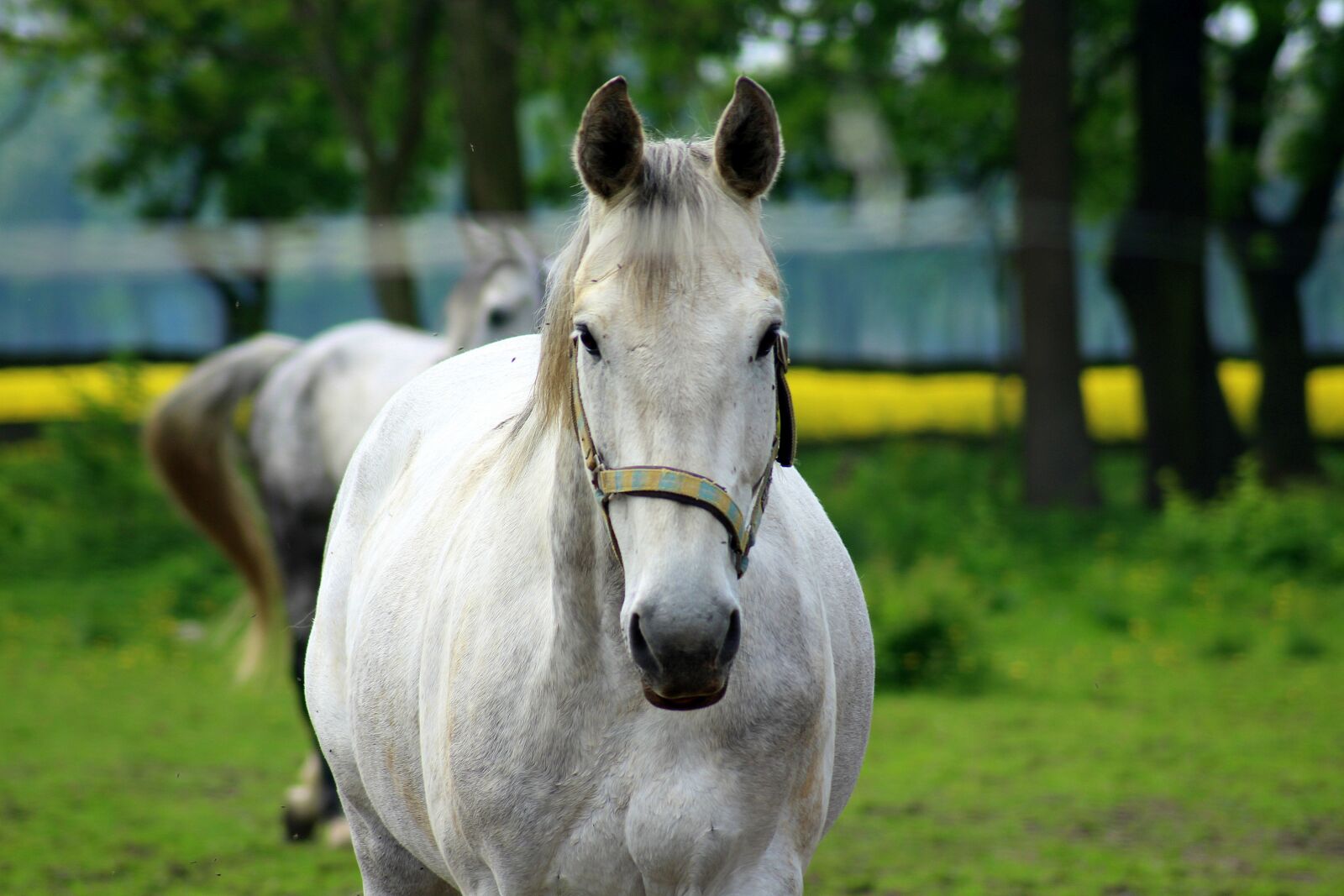 Canon EOS 1200D (EOS Rebel T5 / EOS Kiss X70 / EOS Hi) sample photo. The horse, gray, stud photography