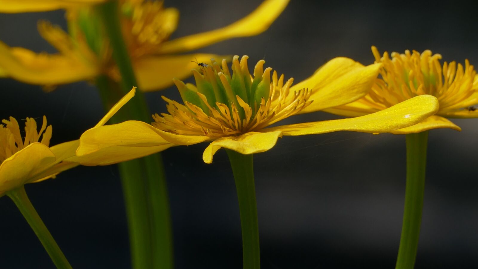 Panasonic Lumix DMC-FZ1000 sample photo. Flowers, flower, nature photography