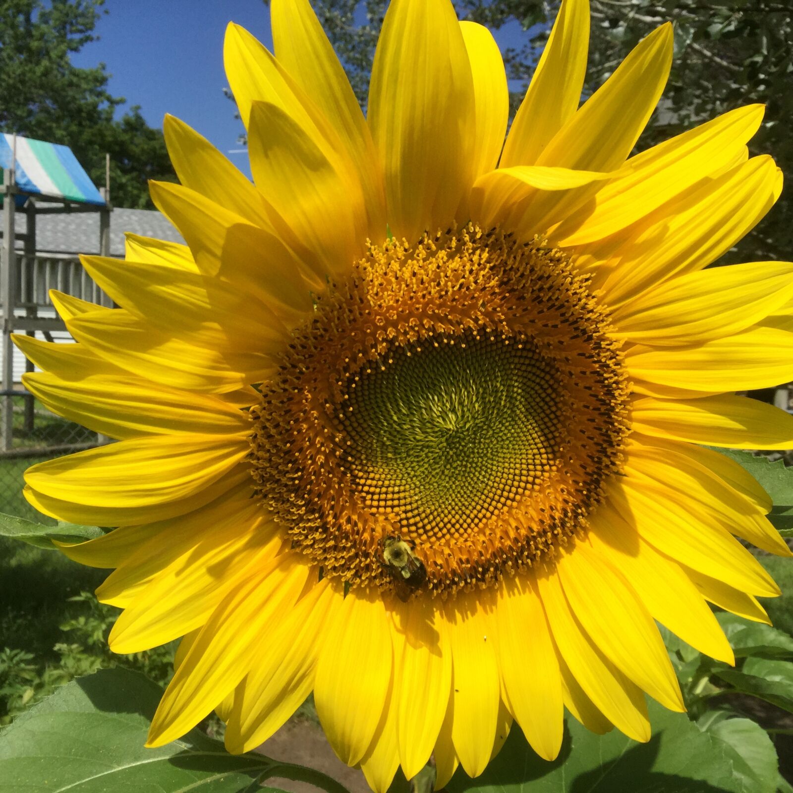 Apple iPad Air 2 sample photo. Sun flower, bee, garden photography
