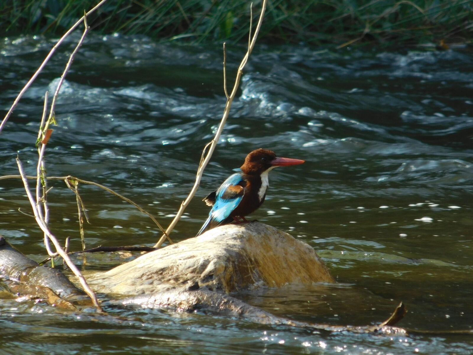 Nikon Coolpix L840 sample photo. Kingfisher photography