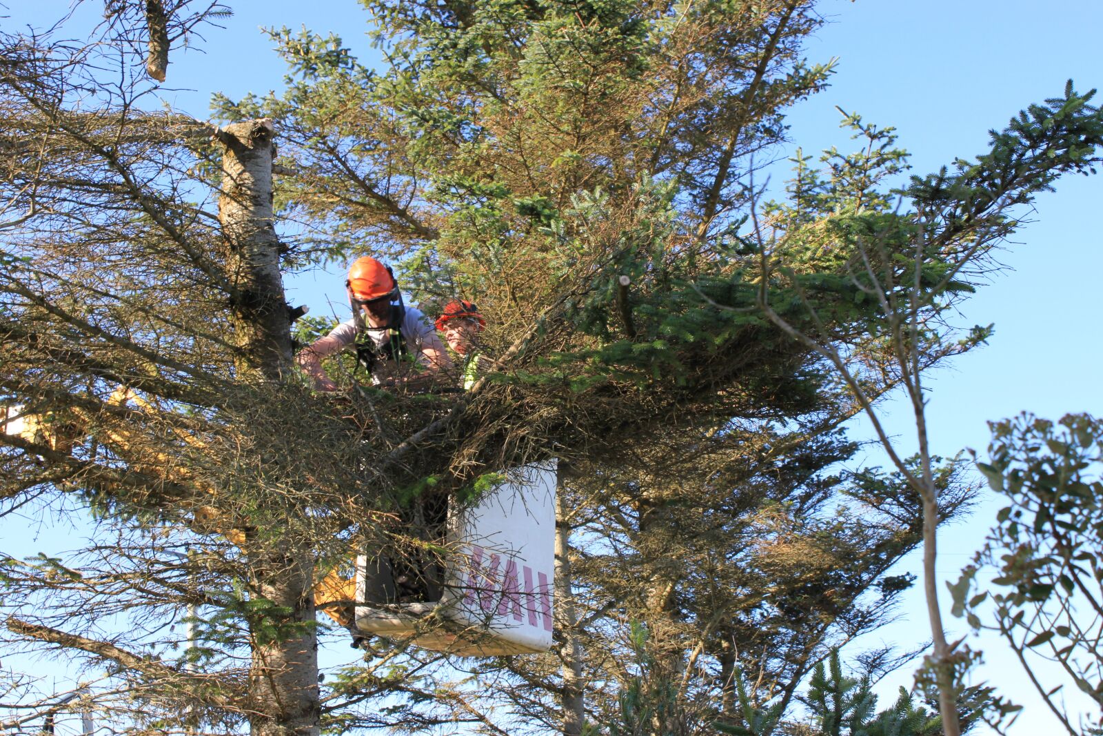 Canon EOS 500D (EOS Rebel T1i / EOS Kiss X3) sample photo. Tree surgery, cutting trees photography