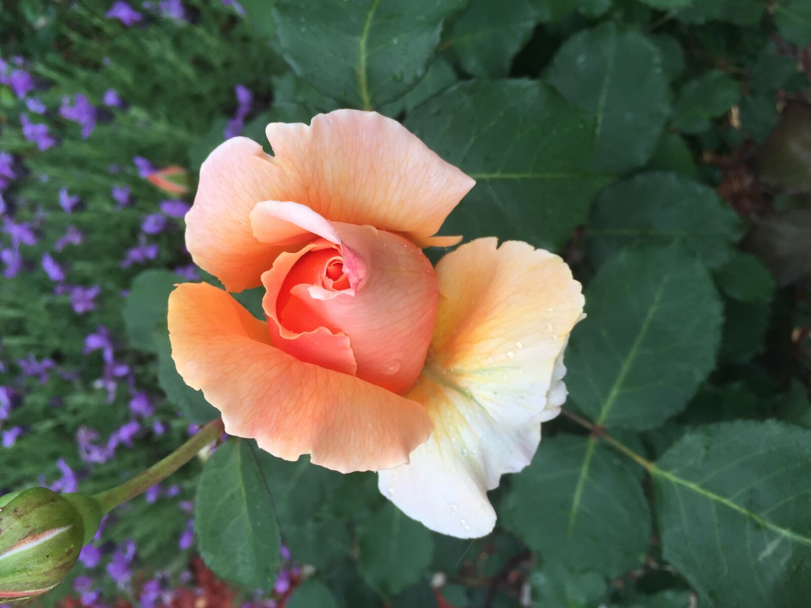 iPhone 6 Plus back camera 4.15mm f/2.2 sample photo. Rose, apricot, bloom photography