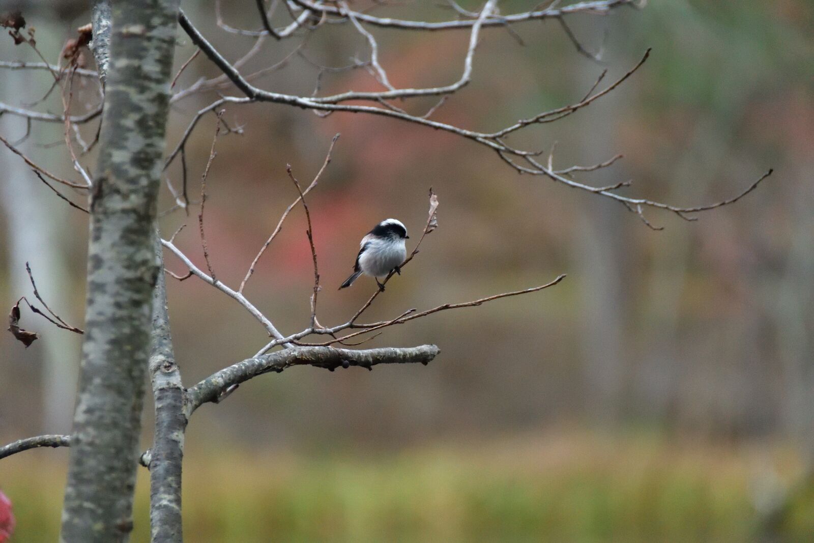 Nikon D500 sample photo. Natural, bird, wild animals photography