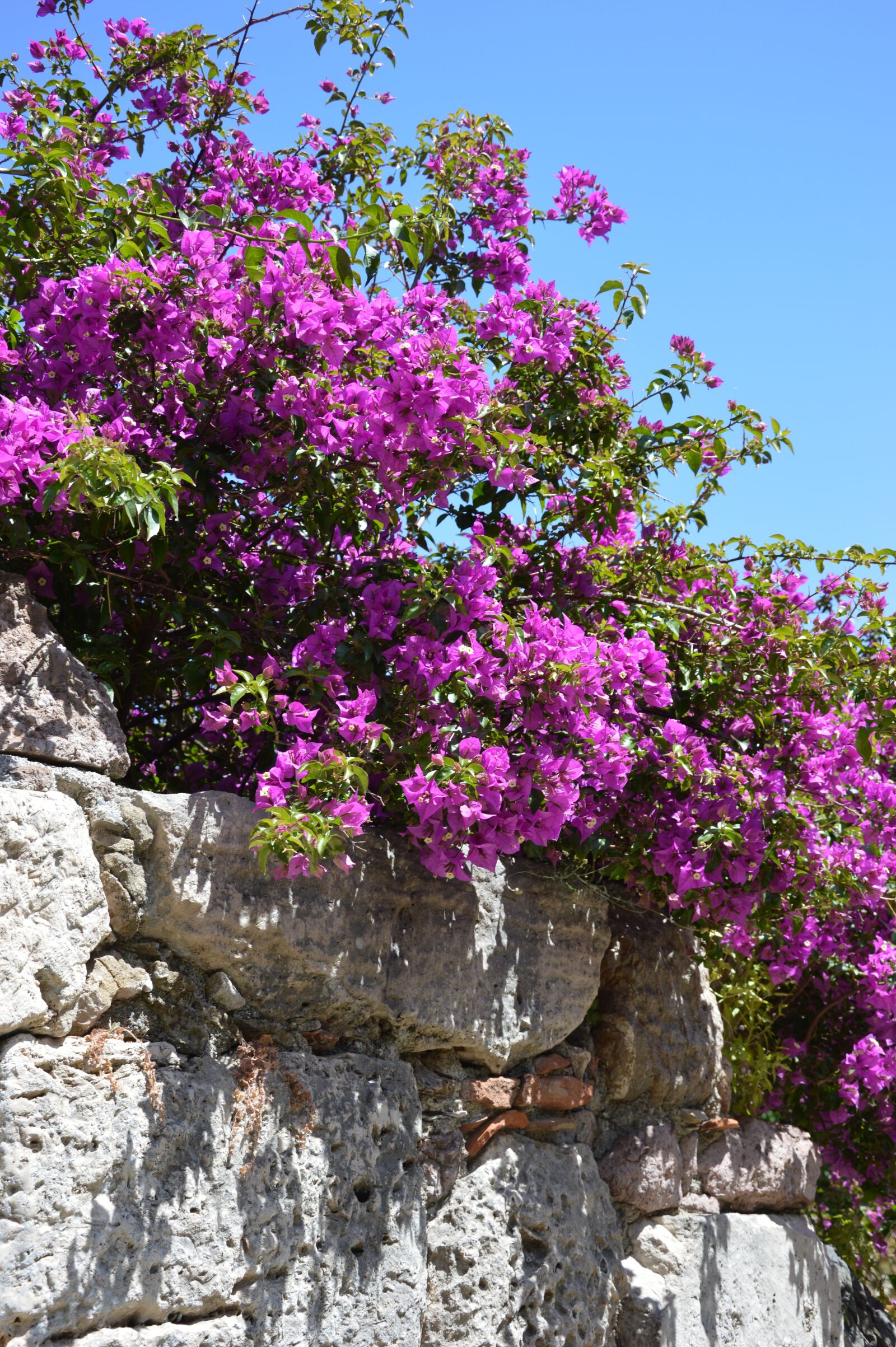 Nikon D3200 sample photo. Flowers, bourgonvillea, sand stone photography