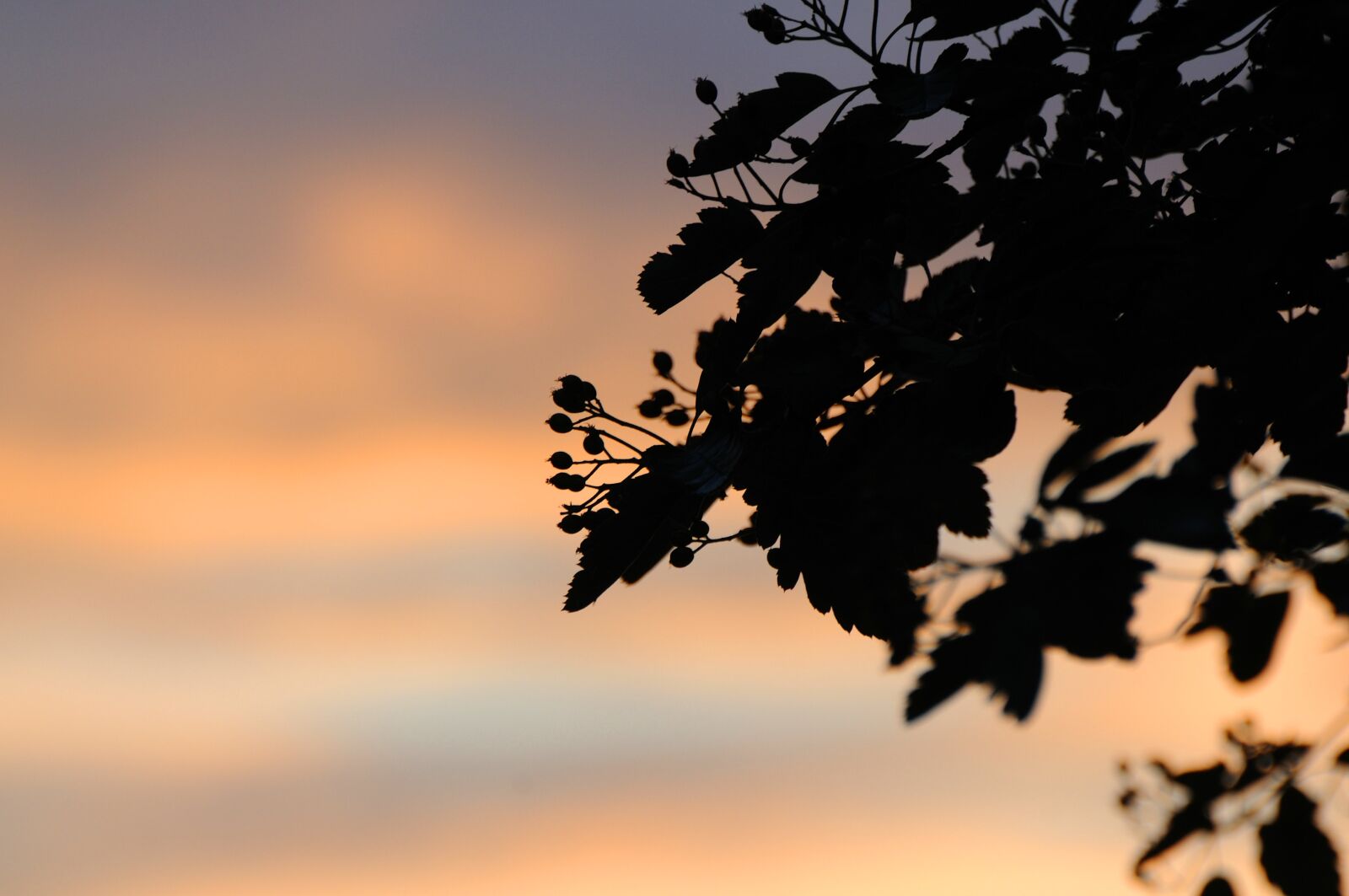 Nikon D300S sample photo. Sky, silhouettes, dark photography