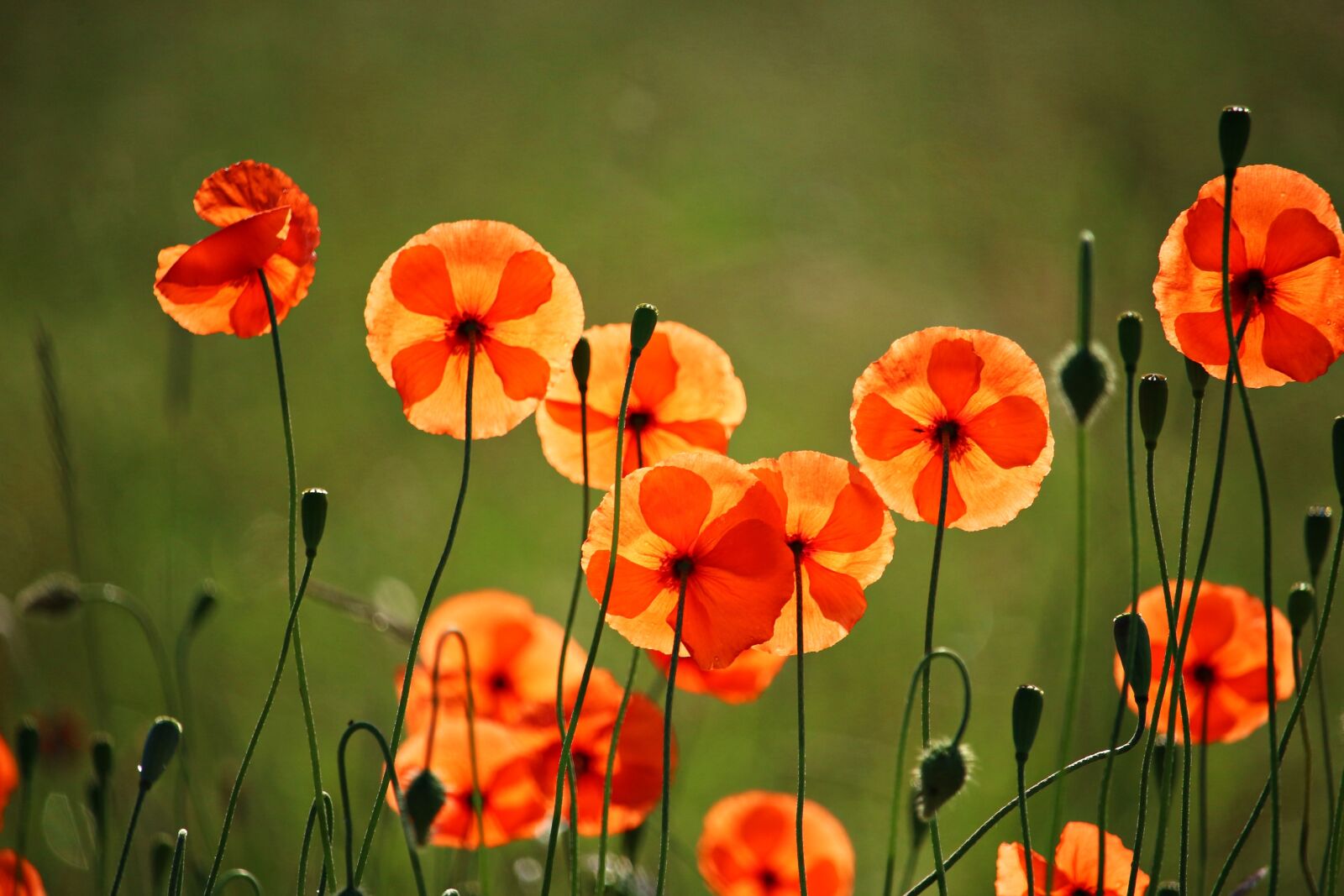 Canon EOS 100D (EOS Rebel SL1 / EOS Kiss X7) sample photo. Poppy, flower, klatschmohn photography