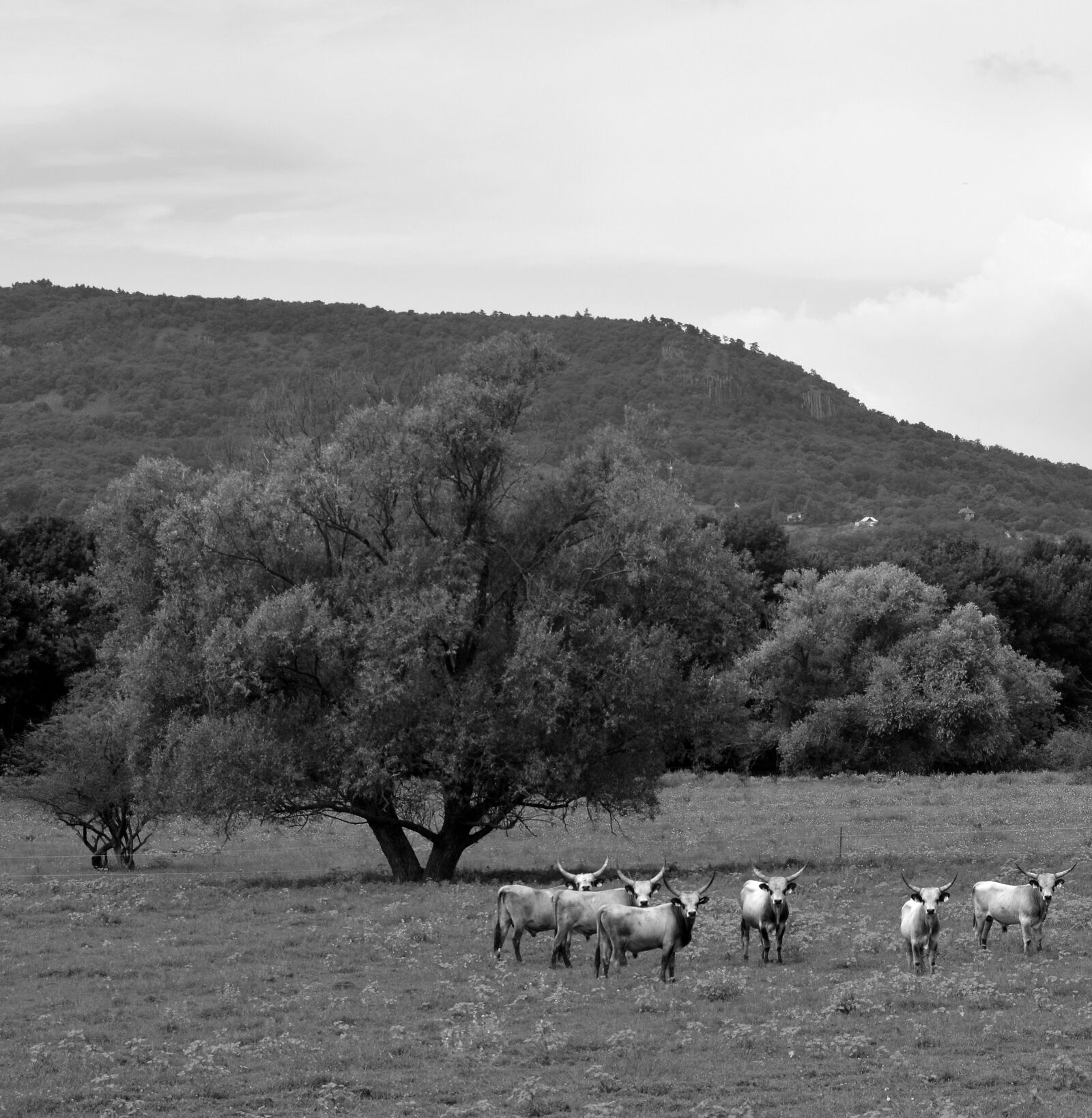 Nikon D7100 sample photo. Black white, nature, animal photography