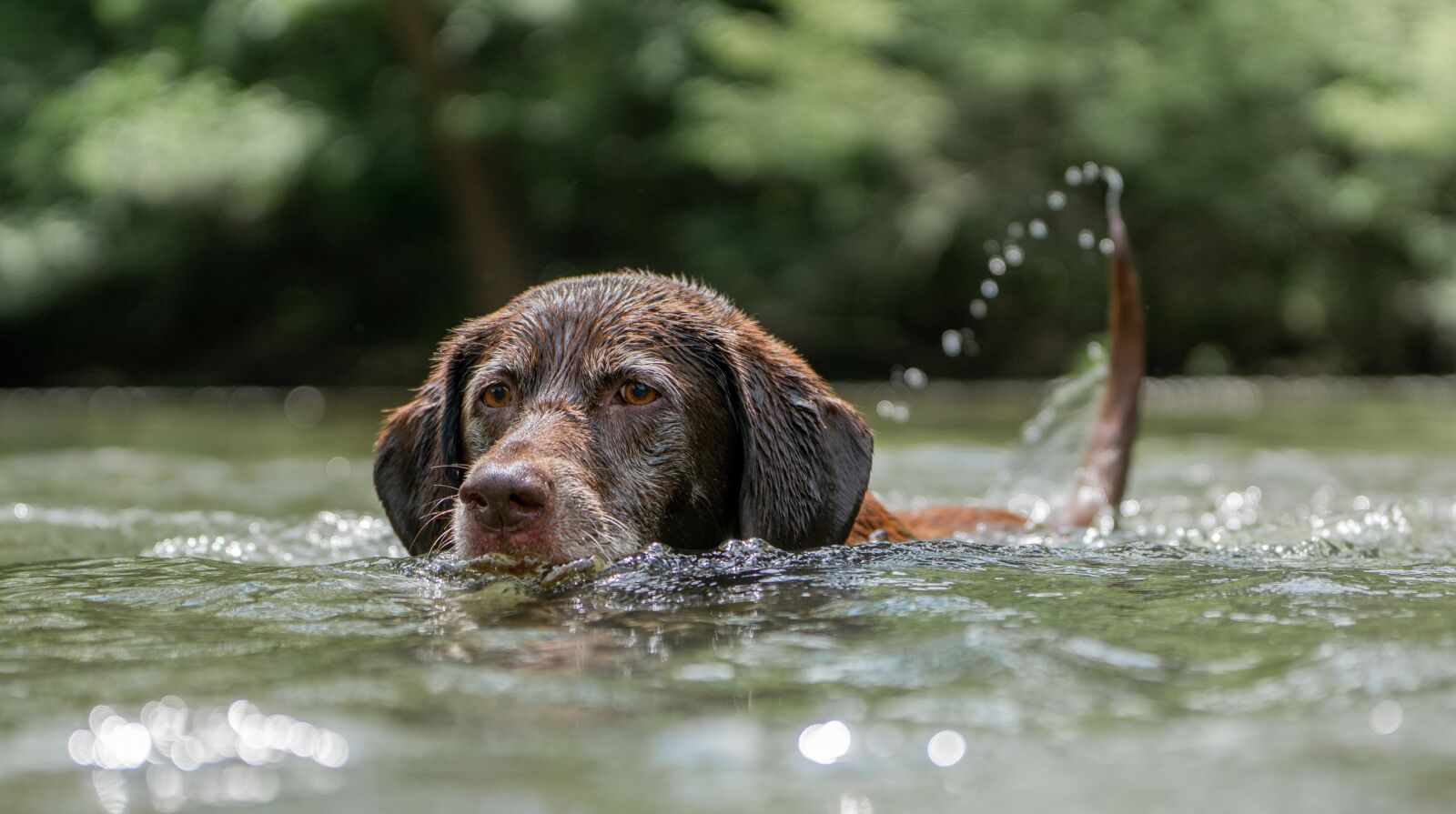 Sony a6300 sample photo. Chocolate labrador, swimming, dog photography