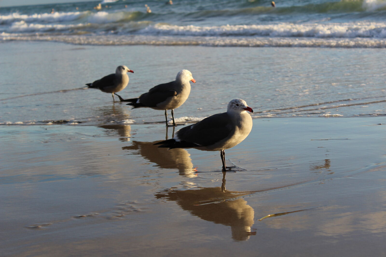 Canon EOS 1200D (EOS Rebel T5 / EOS Kiss X70 / EOS Hi) sample photo. Beach, beach, landscape, birds photography