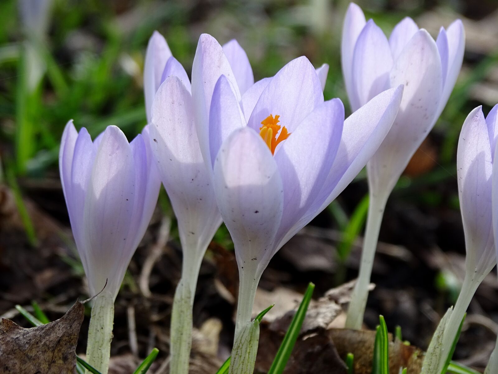 Sony Cyber-shot DSC-HX400V sample photo. Crocus, spring, lenz photography