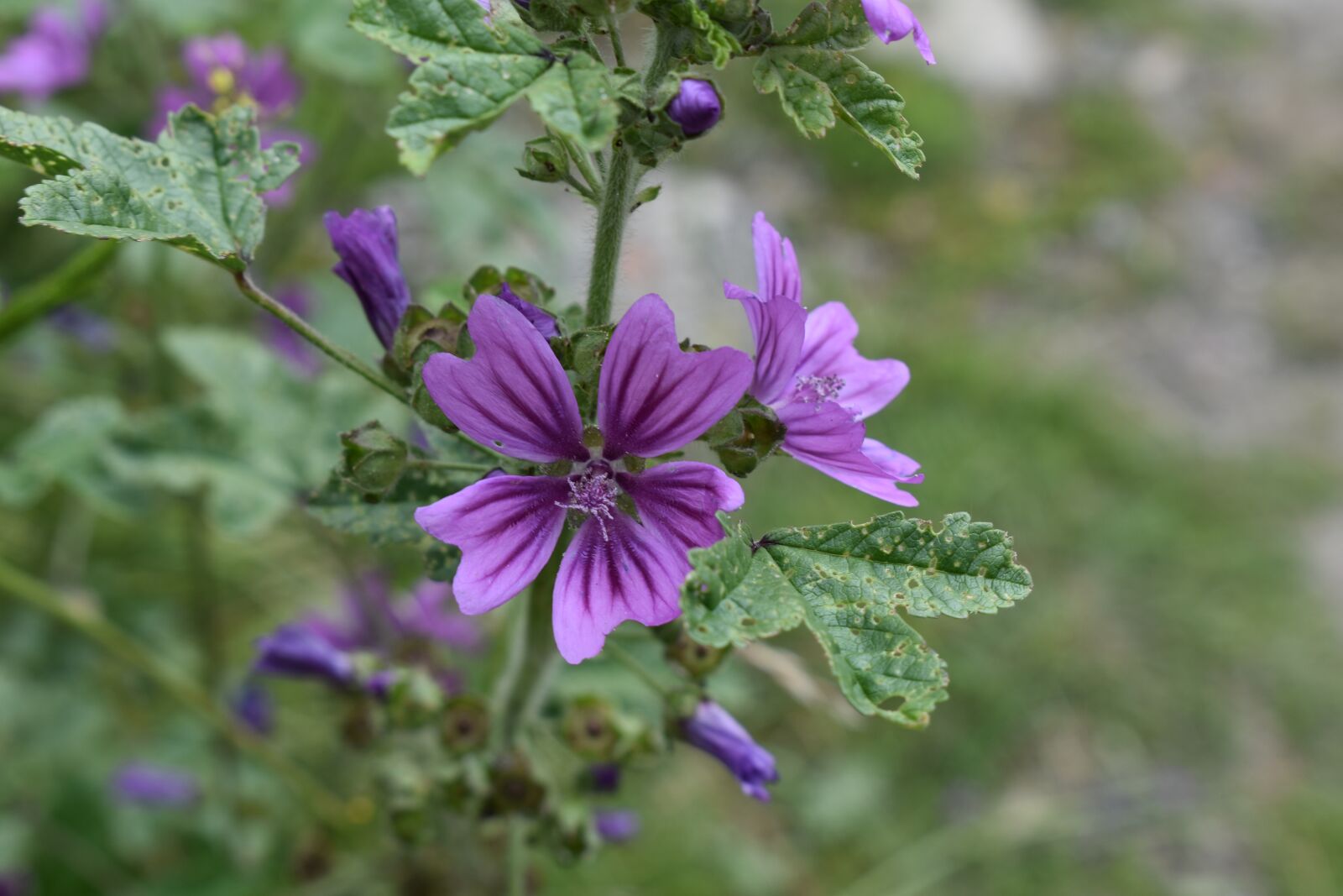 Nikon D3500 sample photo. Flowers, purple, violet photography
