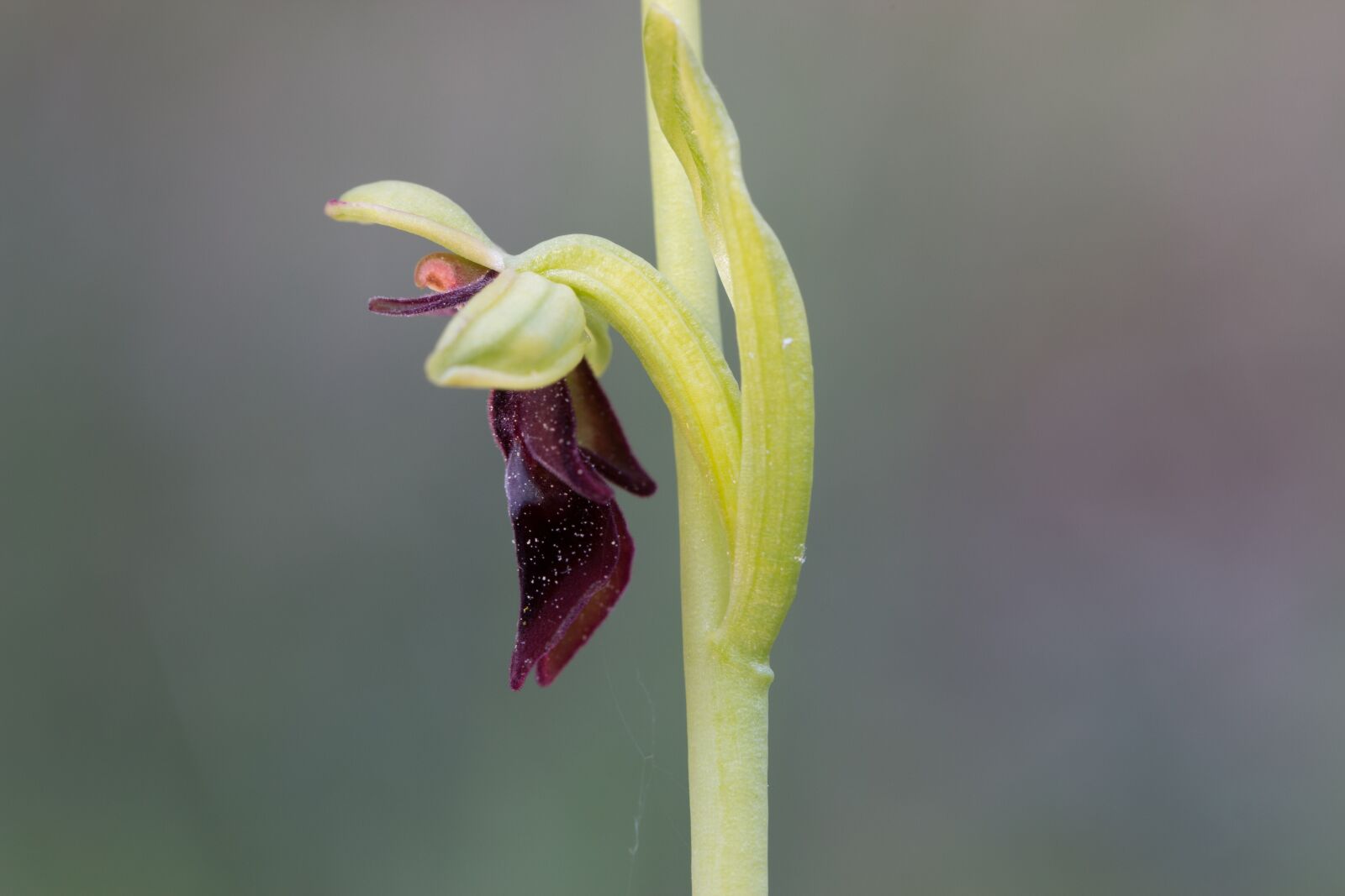 Tamron SP AF 60mm F2 Di II LD IF Macro sample photo. Fly orchid, wildform, orchid photography