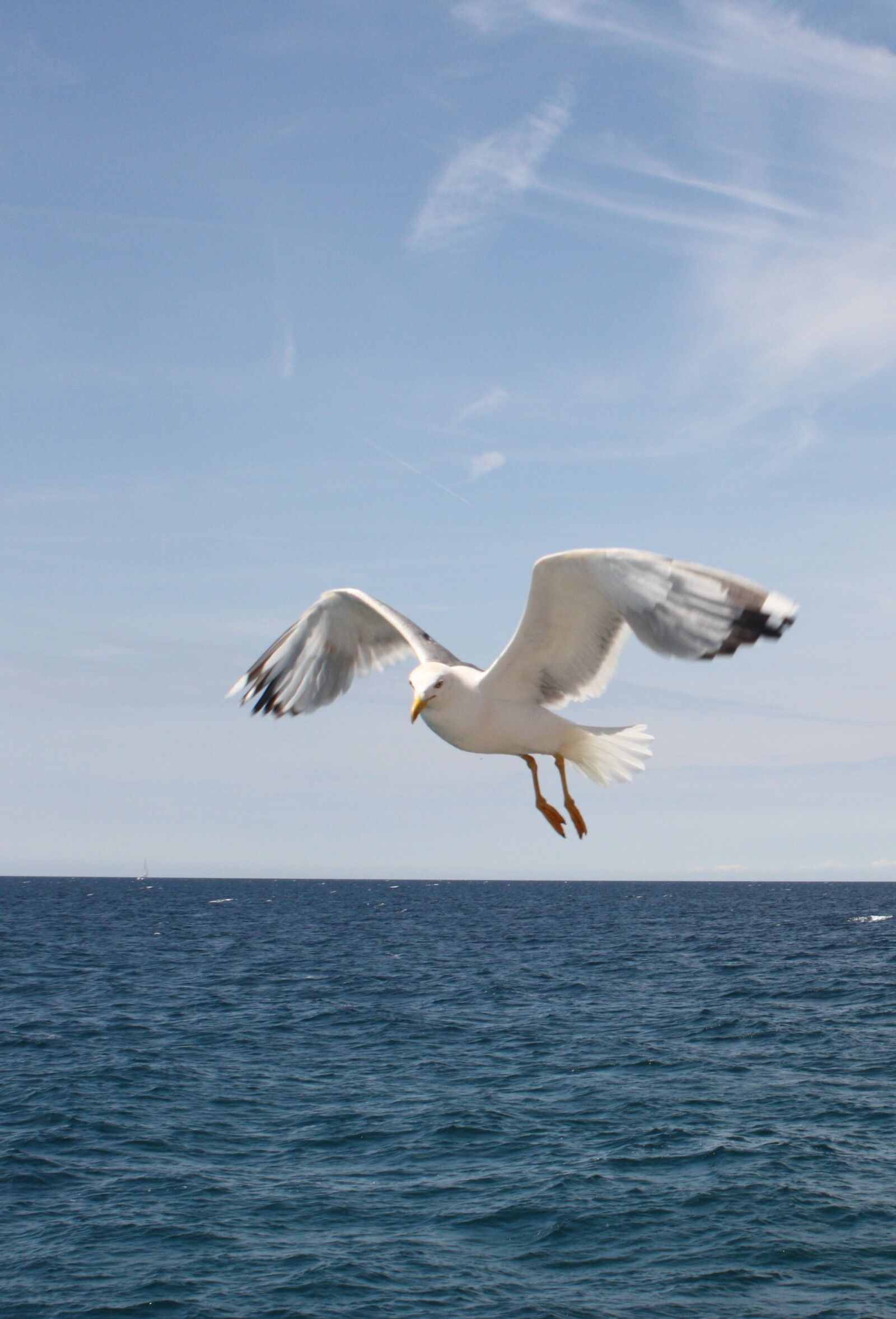 Canon EOS 450D (EOS Rebel XSi / EOS Kiss X2) sample photo. Seagull, blue sky, freedom photography