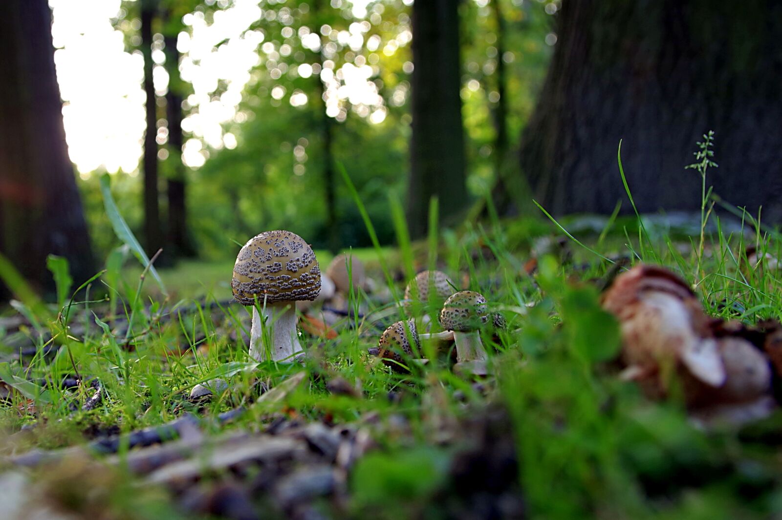 Pentax K-S2 sample photo. Mushrooms, forest, amanita photography