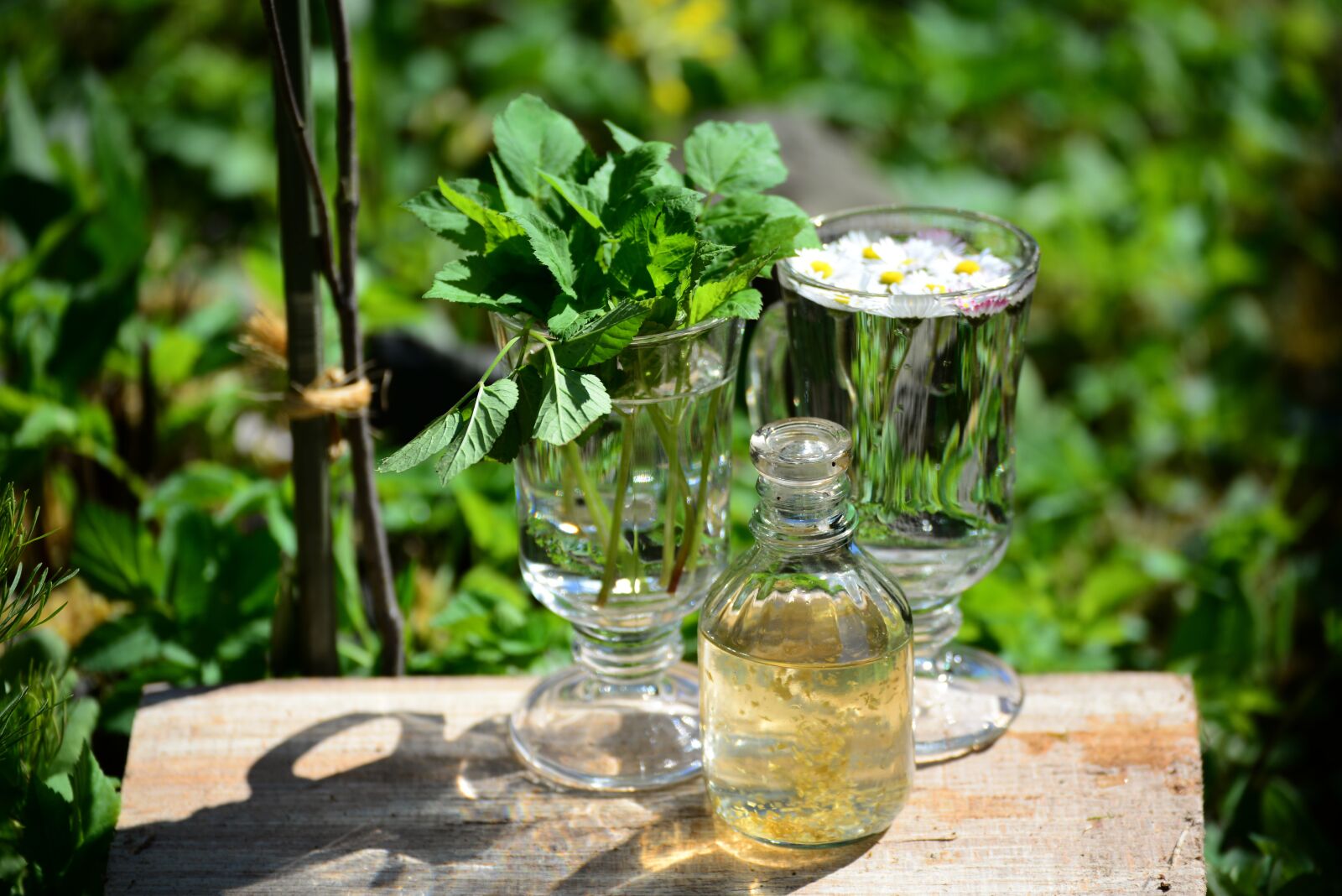 Nikon D610 sample photo. Giersch, garden herbs, medicinal photography