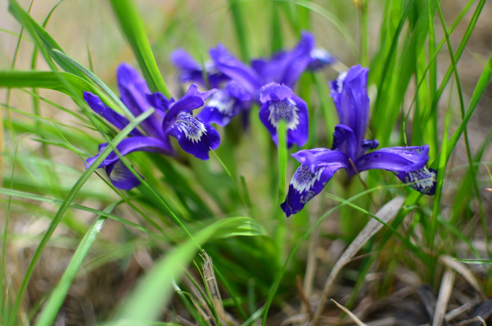 Nikon D5100 sample photo. Spring, flower, flowers photography