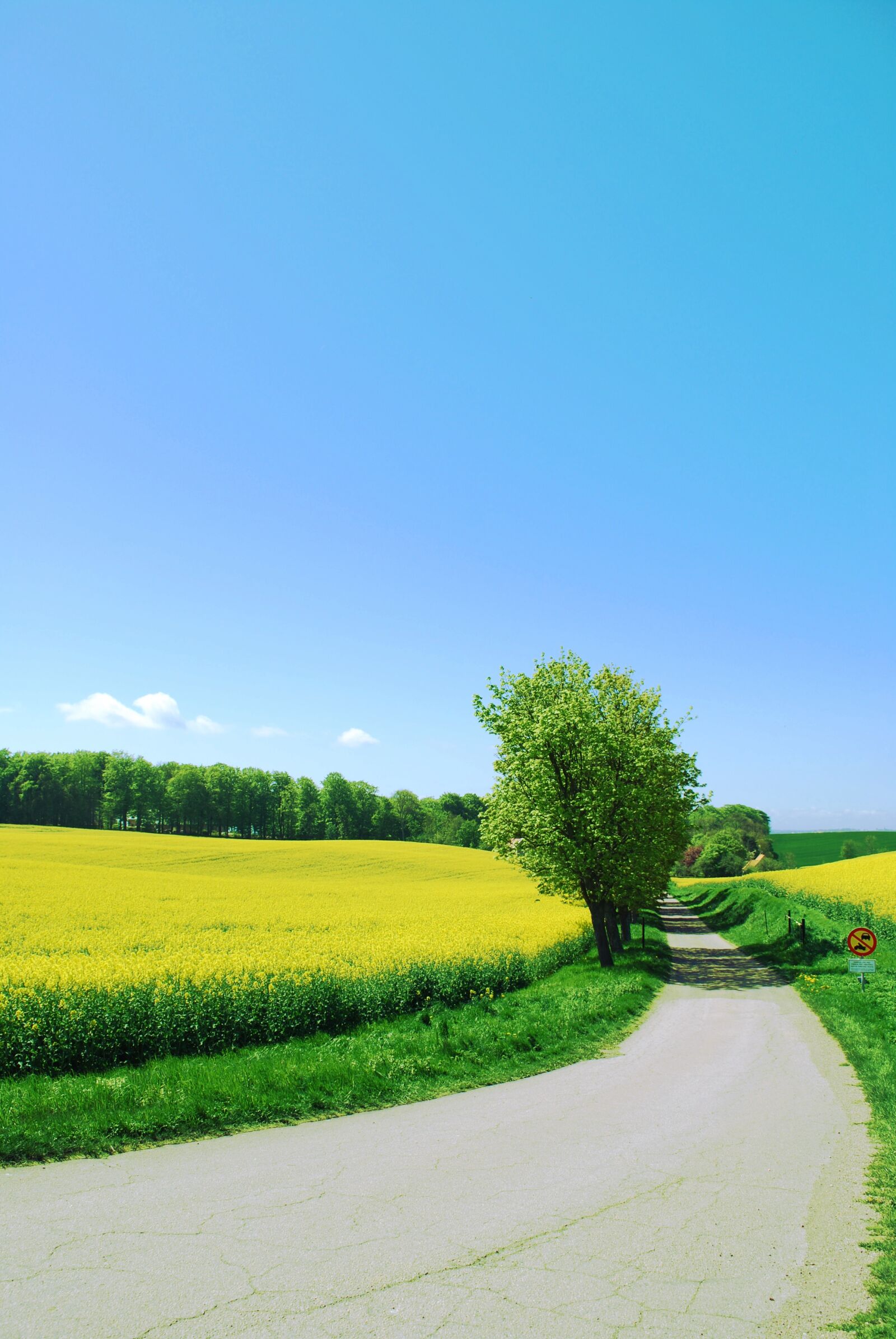 Nikon D60 sample photo. Canola, skåne, sweden photography