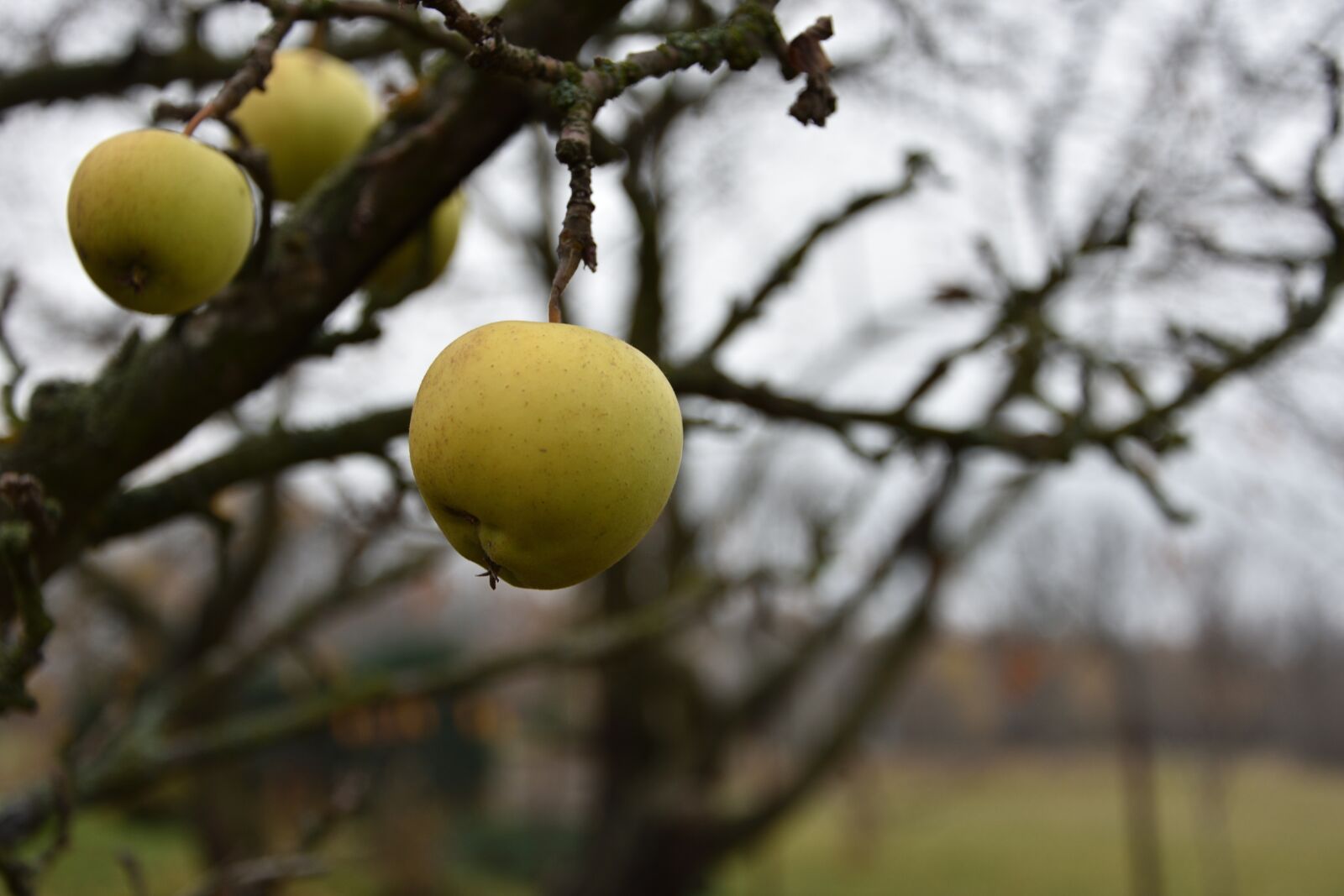 Nikon D3400 sample photo. Autumn, apple, tree photography