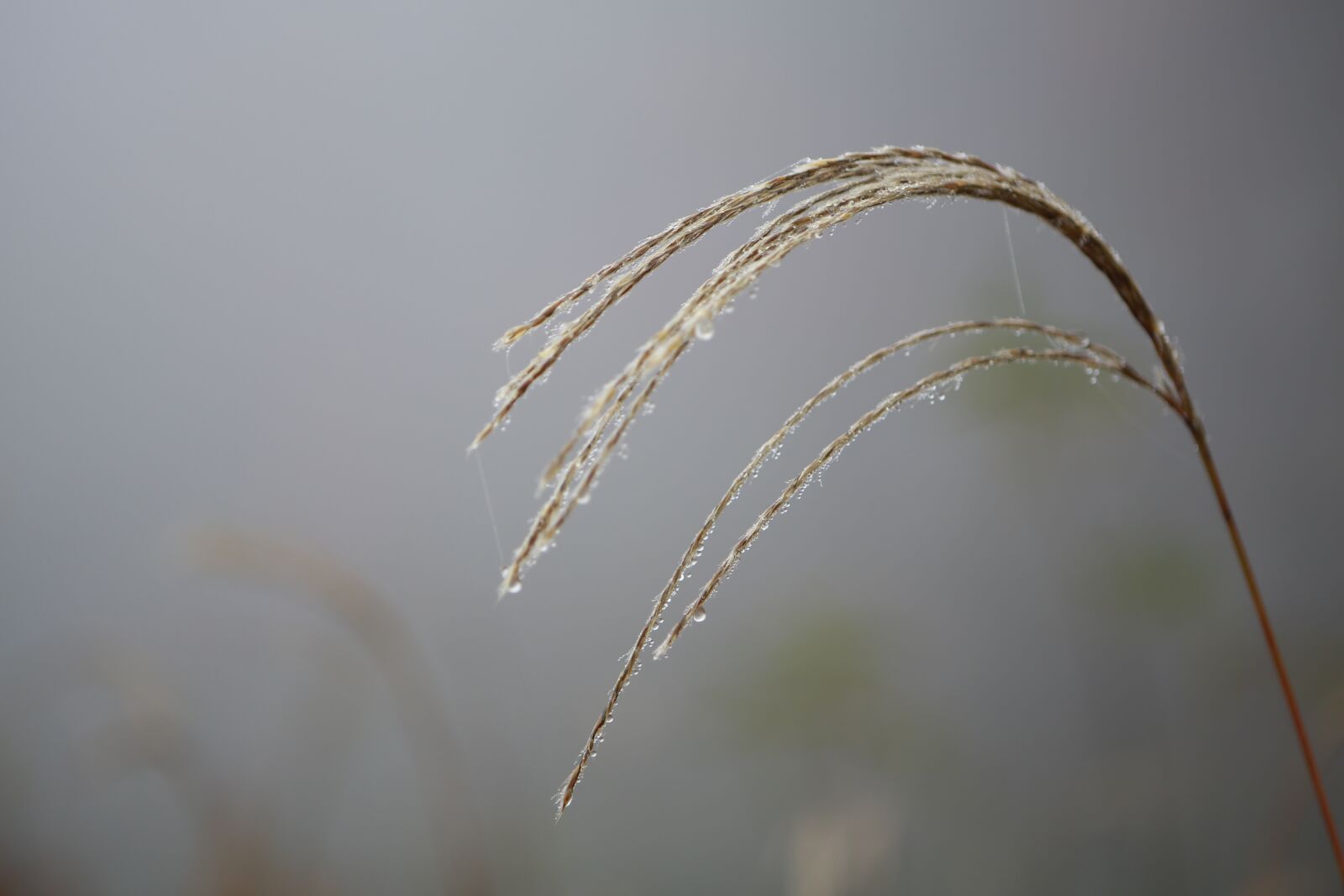 Canon EOS 5D Mark III sample photo. Reed, fog, autumn photography
