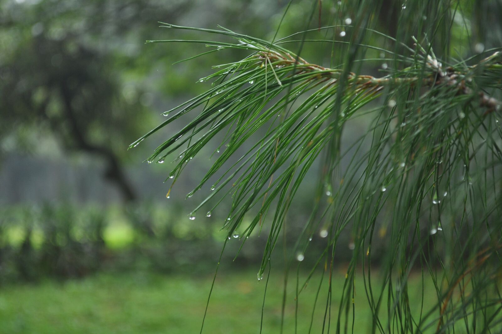Nikon D5000 sample photo. Drizzle, green, nature photography