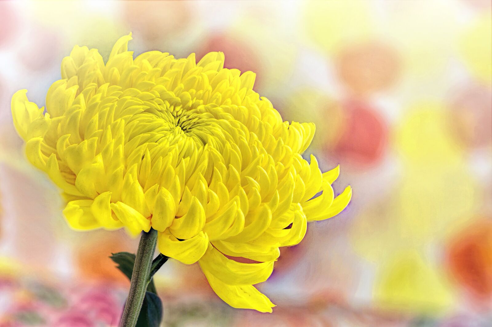 Canon EOS 5D Mark III sample photo. Yellow, chrysanthemum, spring photography