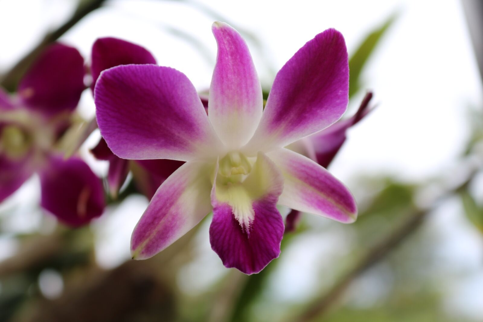 Canon EOS 750D (EOS Rebel T6i / EOS Kiss X8i) sample photo. Orchid, royal workshops, royal photography