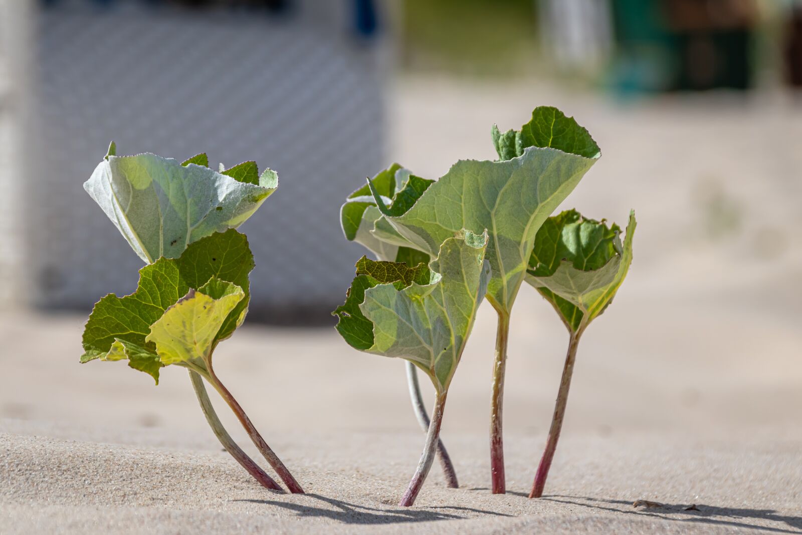 Canon EOS 80D sample photo. Plant, leaves, sand photography