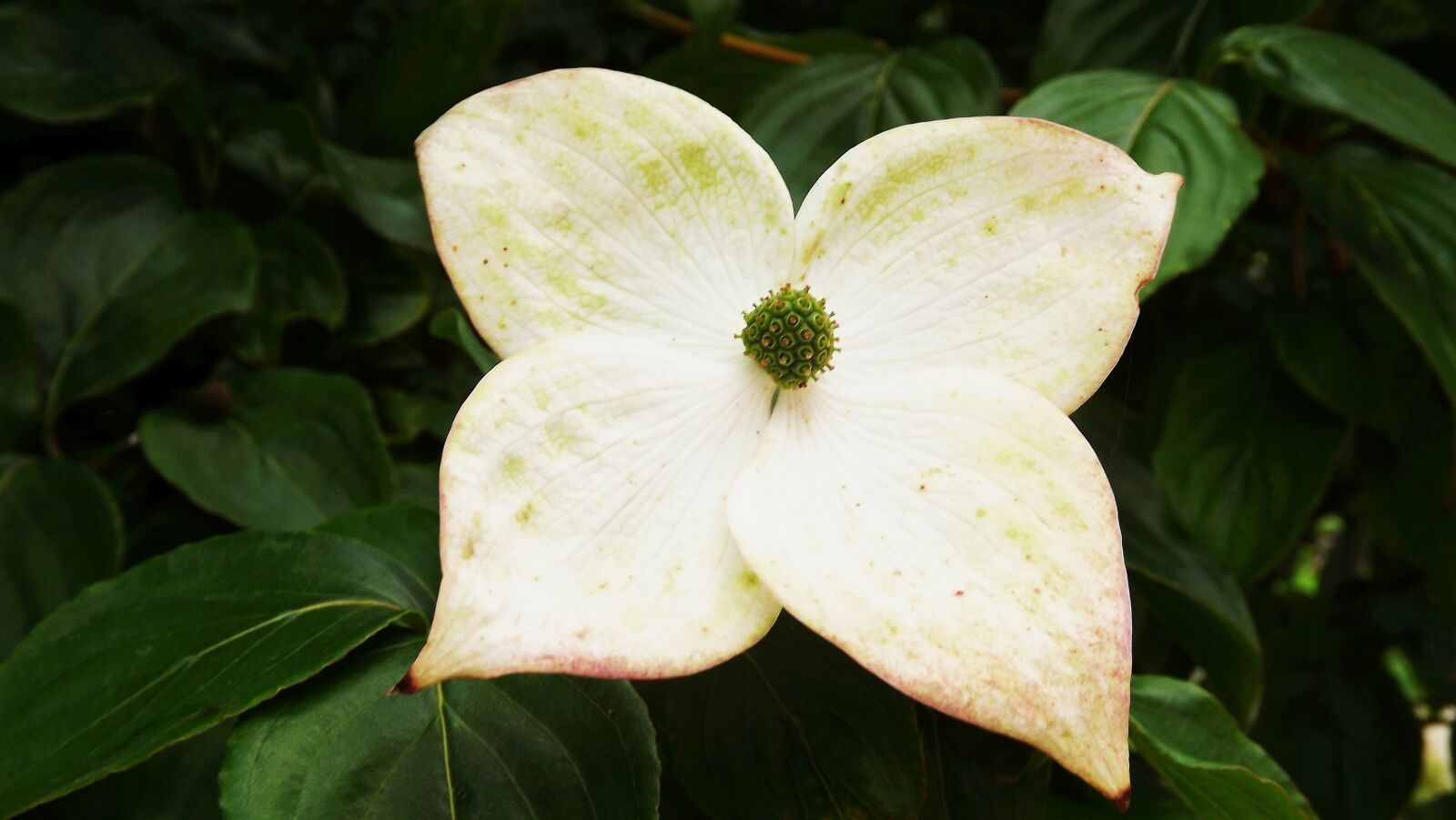 Fujifilm FinePix S3400 sample photo. Vegetation, flowers, white photography