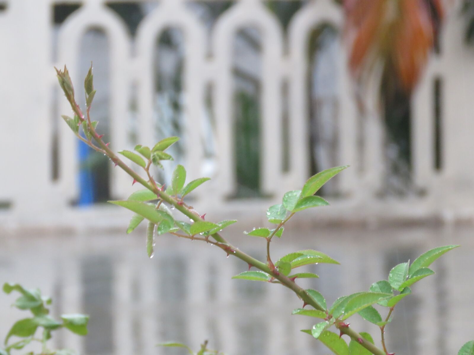 Canon PowerShot SX60 HS sample photo. Growing, rain, rose plant photography