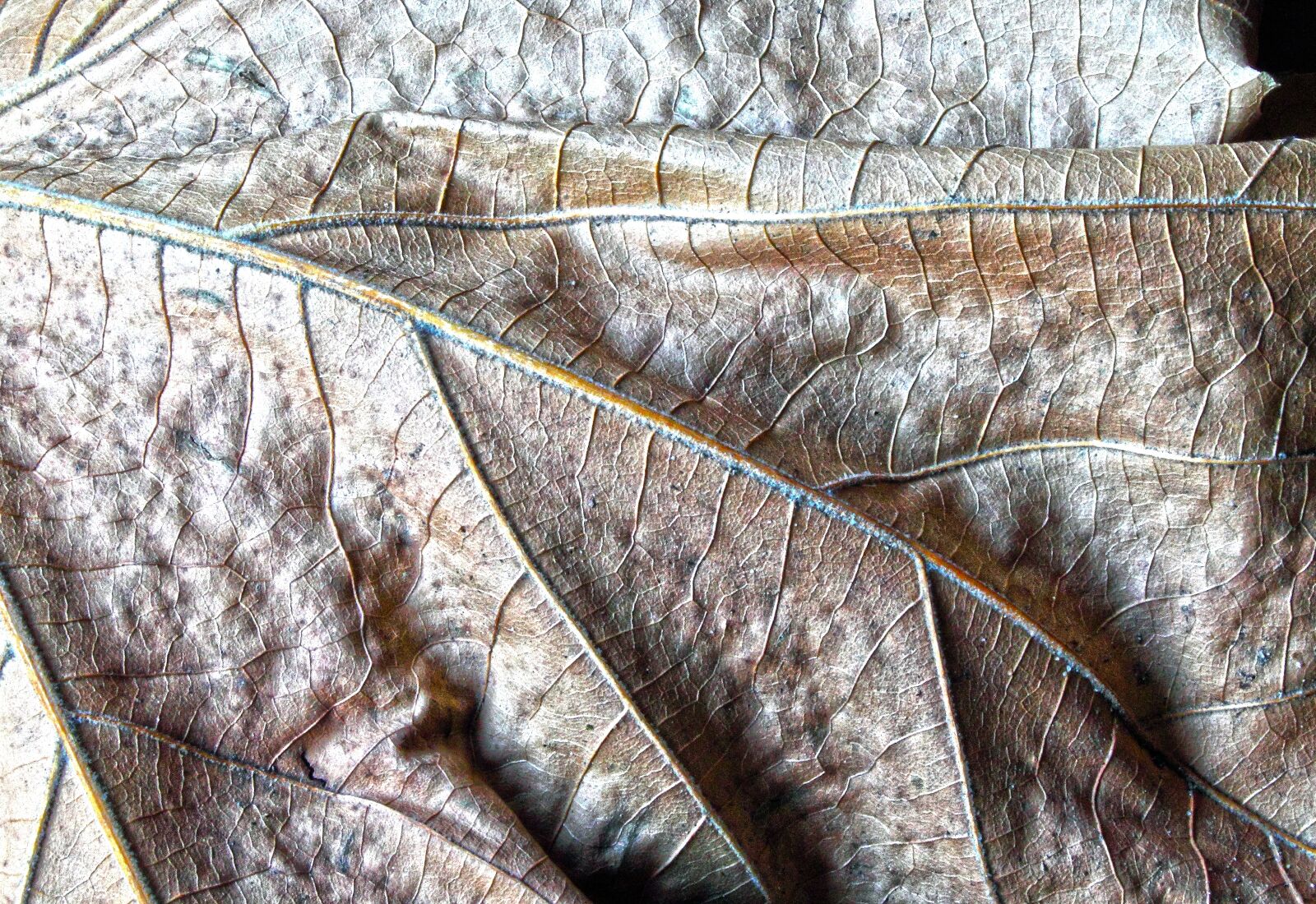 Canon EOS 500D (EOS Rebel T1i / EOS Kiss X3) sample photo. Leaf, dry, autumn photography