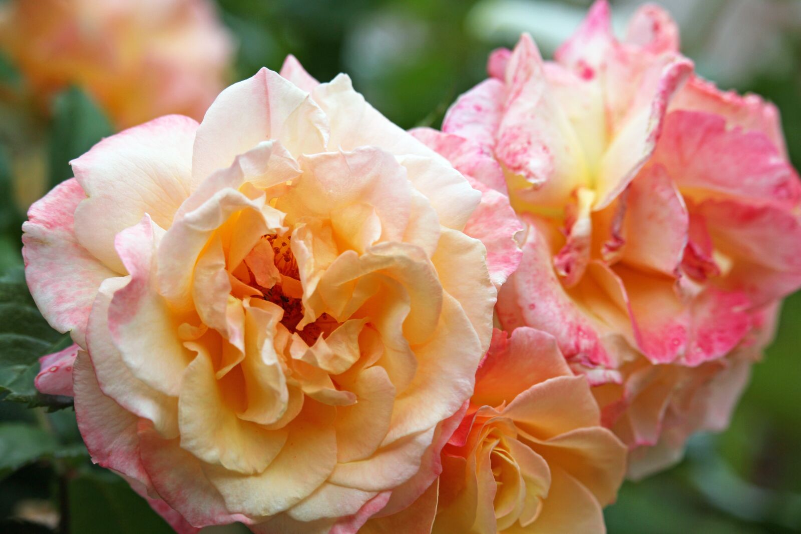 Canon EF-S 55-250mm F4-5.6 IS STM sample photo. Bush rose, thorns, flowers photography