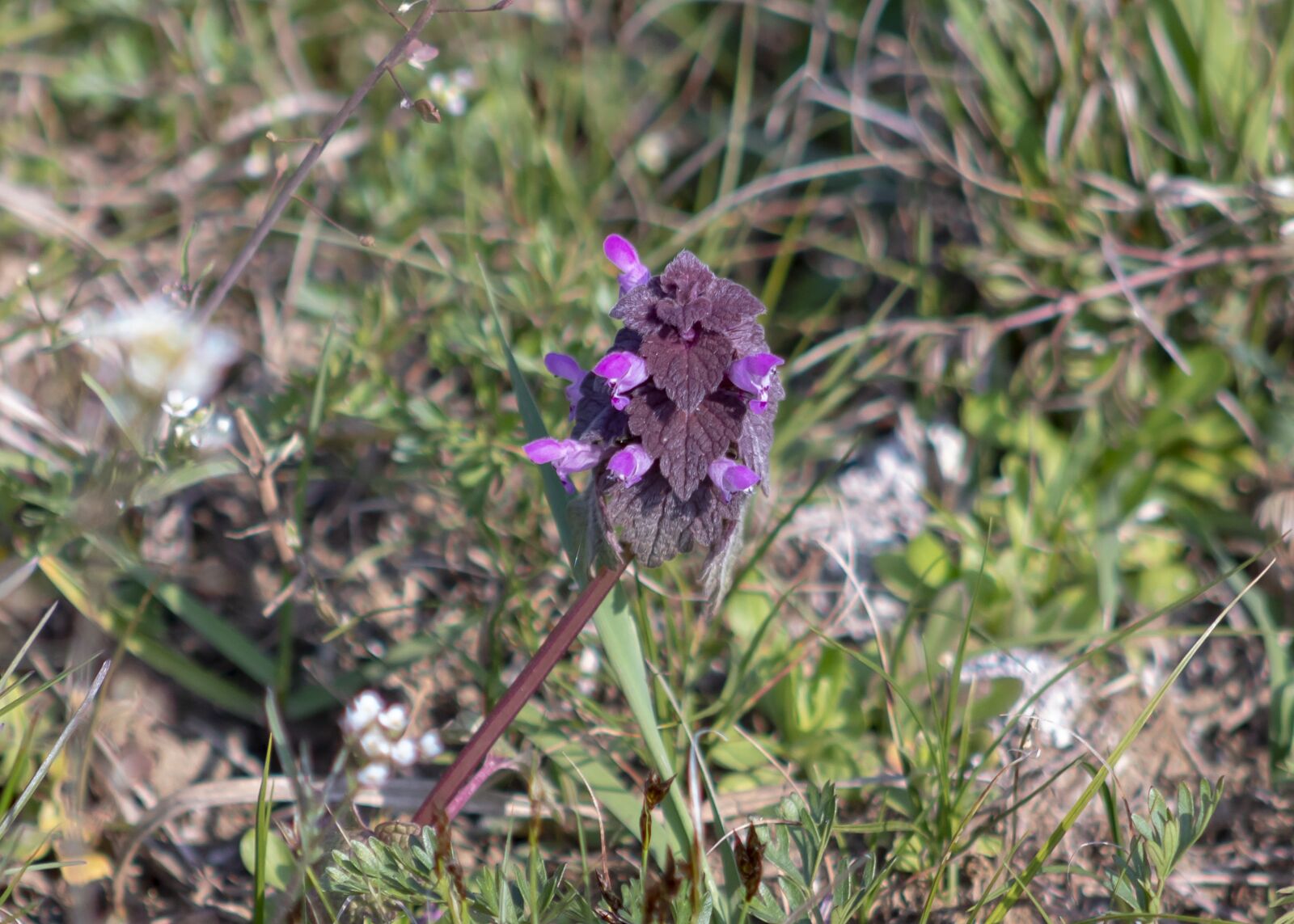 Canon EF75-300mm f/4-5.6 sample photo. Orphan nettle, wildflower, blooms photography