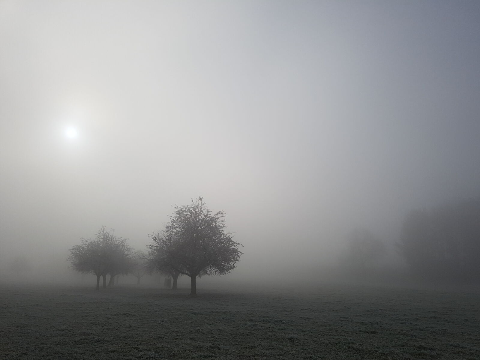 Samsung Galaxy S7 Edge sample photo. Autumn, fog, meadow, sun photography