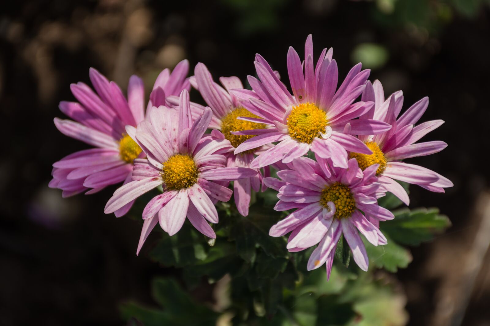 Nikon D7200 sample photo. Chrysanthemums, autumn flowers, purple photography