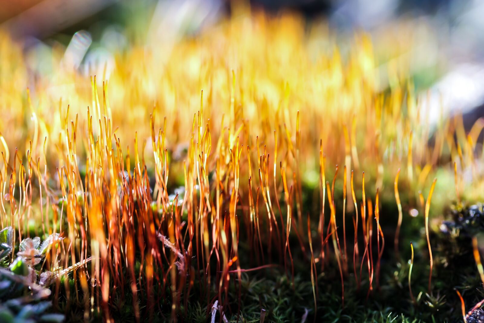 Canon EF-S 60mm F2.8 Macro USM sample photo. Moss, plant, nature photography