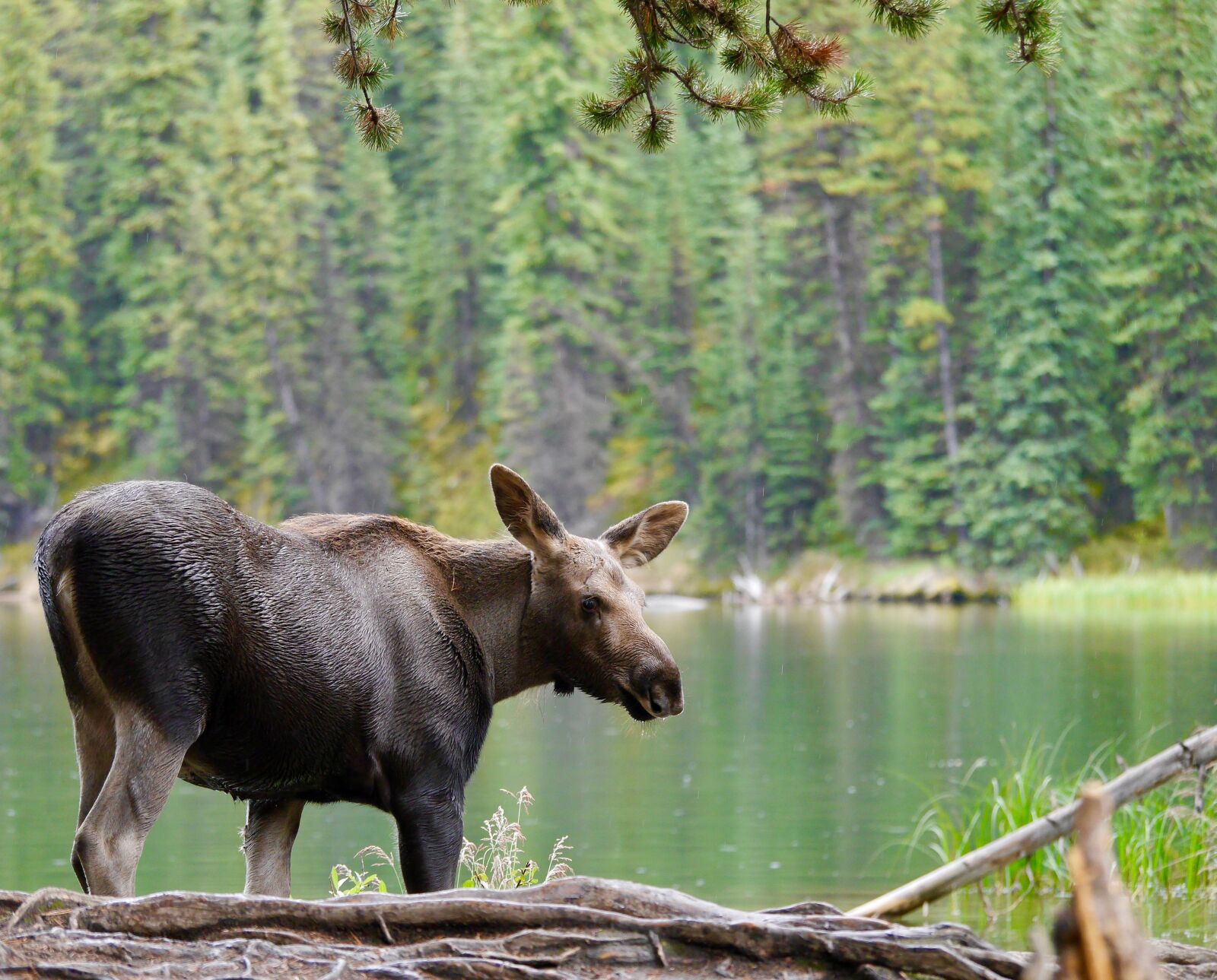 Panasonic Lumix DMC-G6 sample photo. Moose calf, moose, canada photography