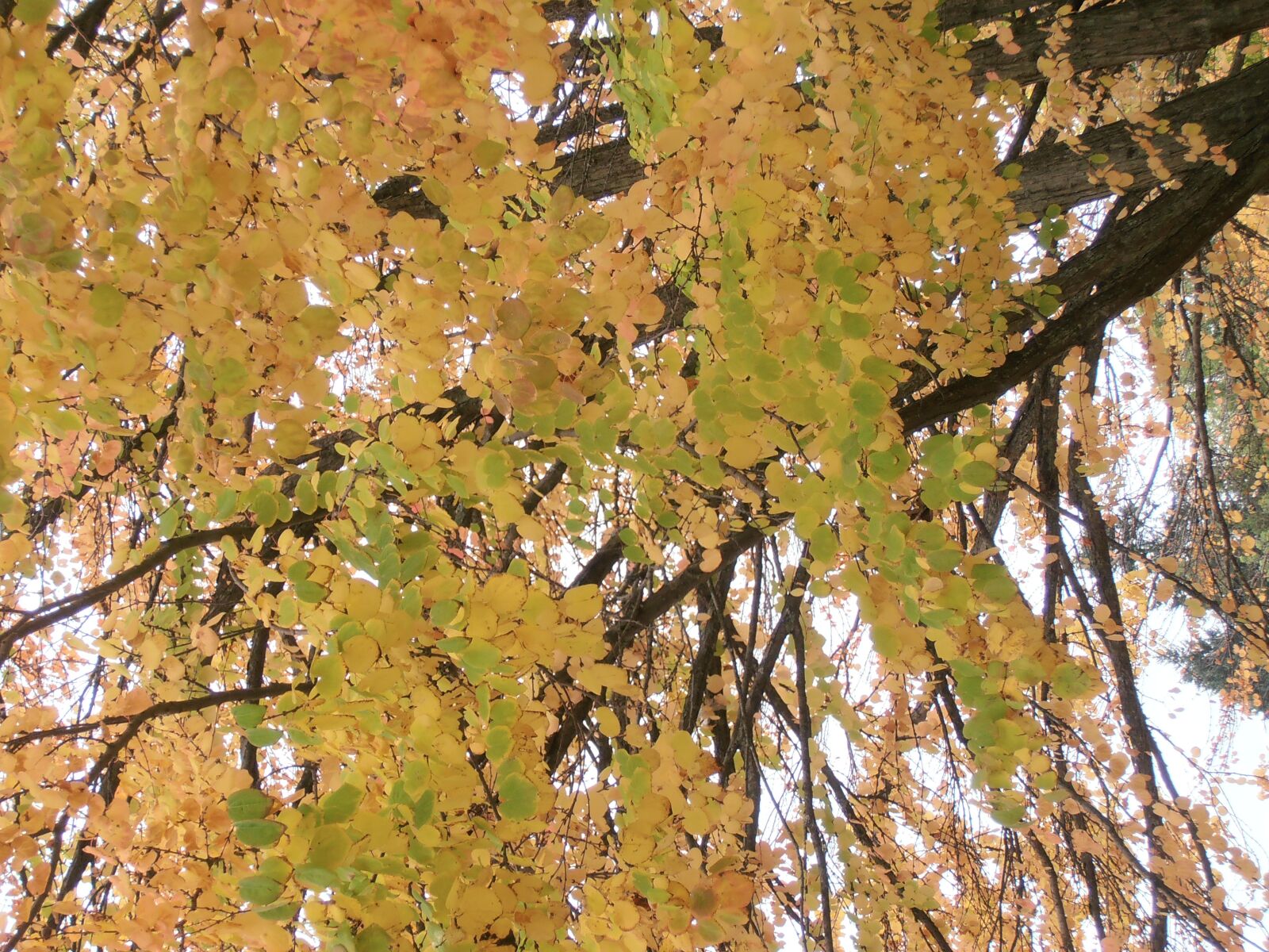 Olympus VR310,D720 sample photo. Fall-leaves, trees, branch photography