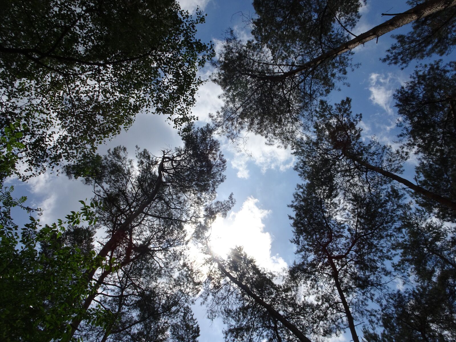 Sony DSC-HX90 sample photo. Air, trees, nature photography