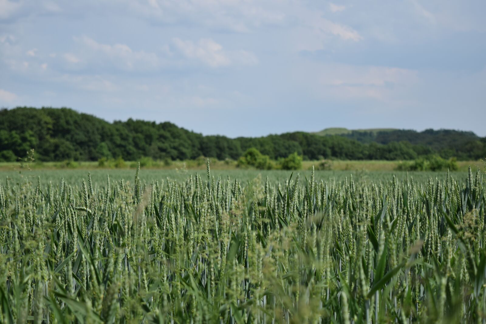 Nikon D5300 sample photo. Sky, cornfield, cereals photography