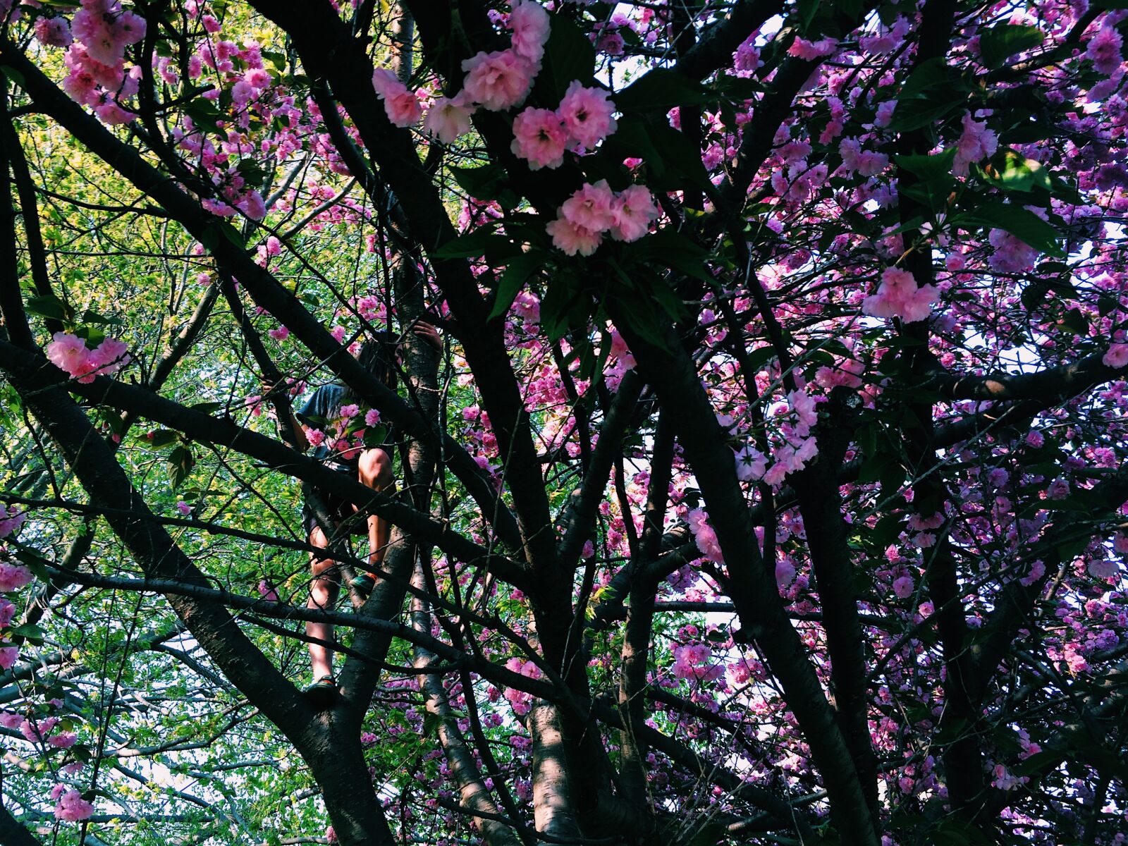 iPhone 5s back camera 4.15mm f/2.2 sample photo. Adventure, beautiful, flowers, cherry photography