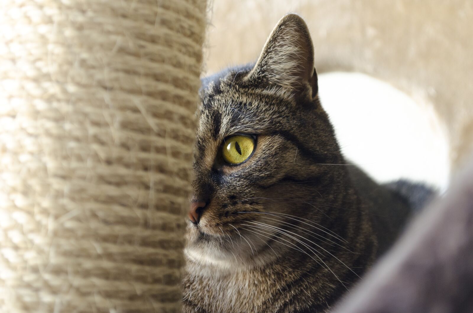 Nikon D5100 sample photo. Cat, cat eyes, domestic photography