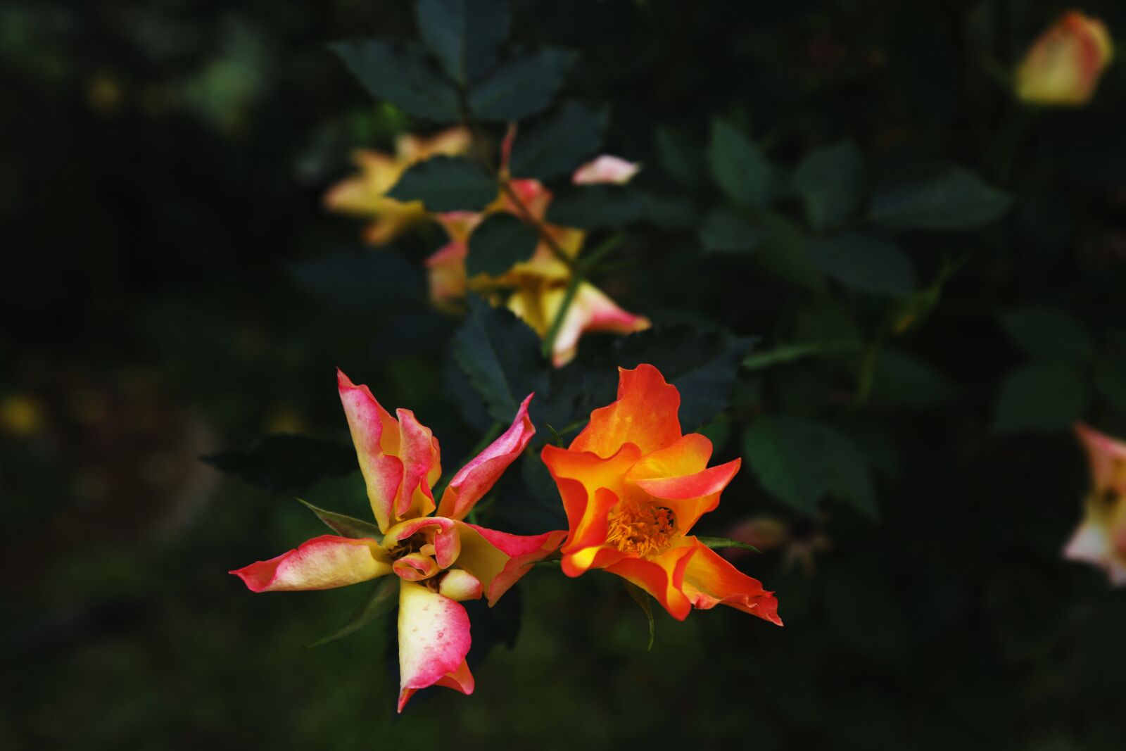 Canon EOS 6D + Canon EF 24-105mm F4L IS USM sample photo. Red rose, with love photography