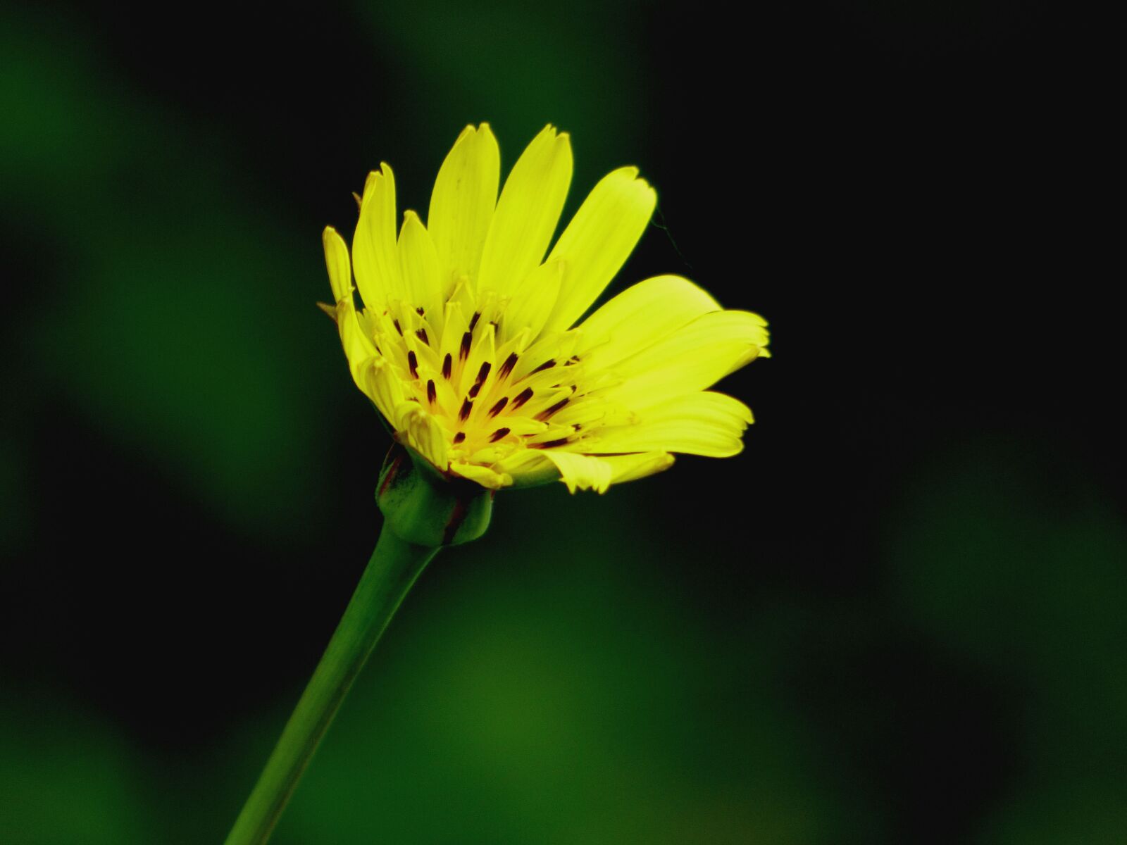 Panasonic DMC-FZ72 sample photo. Flower, yellow, nature photography